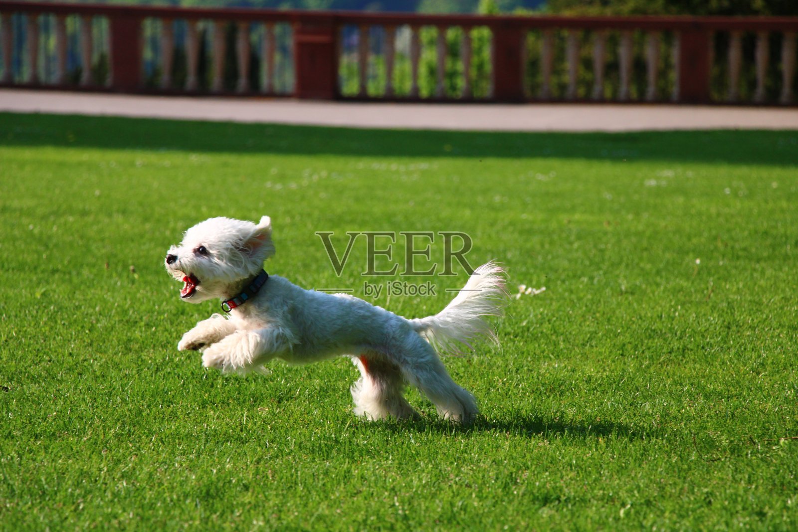 白色的贵宾犬,运行照片摄影图片