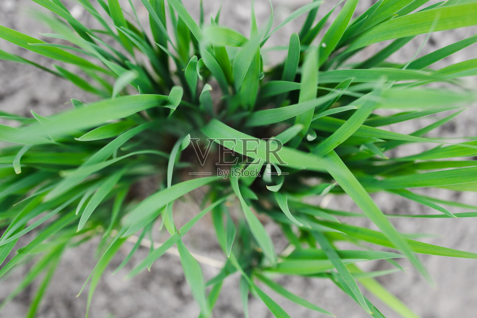 以草的形式出现的花朵照片摄影图片