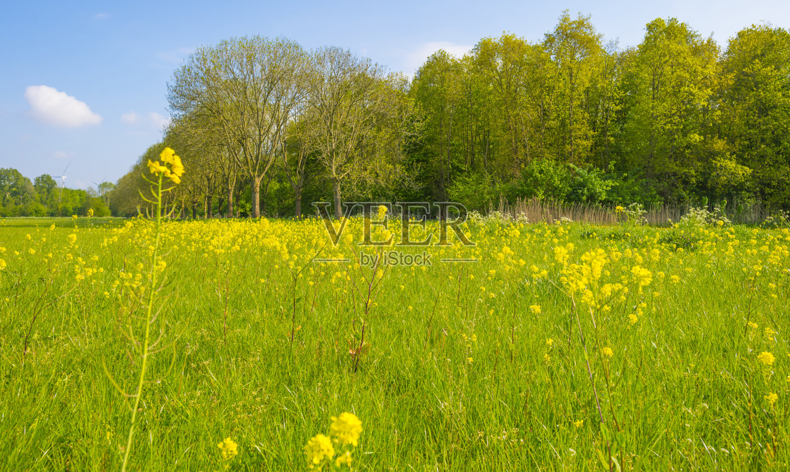 春天,蓝天下,阳光明媚,绿草如茵,野花盛开照片摄影图片
