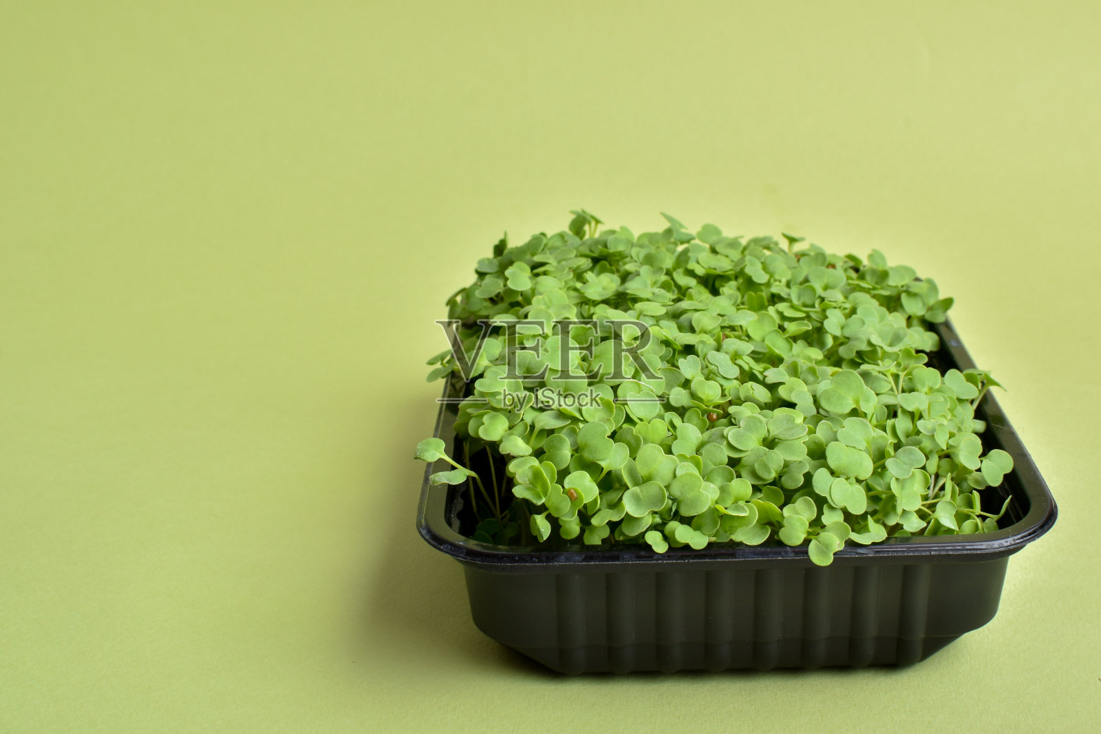 绿色背景的塑料容器里的芝麻菜。照片摄影图片