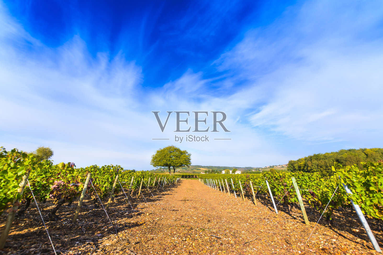 博若莱地区的弗朗特纳斯葡萄园照片摄影图片