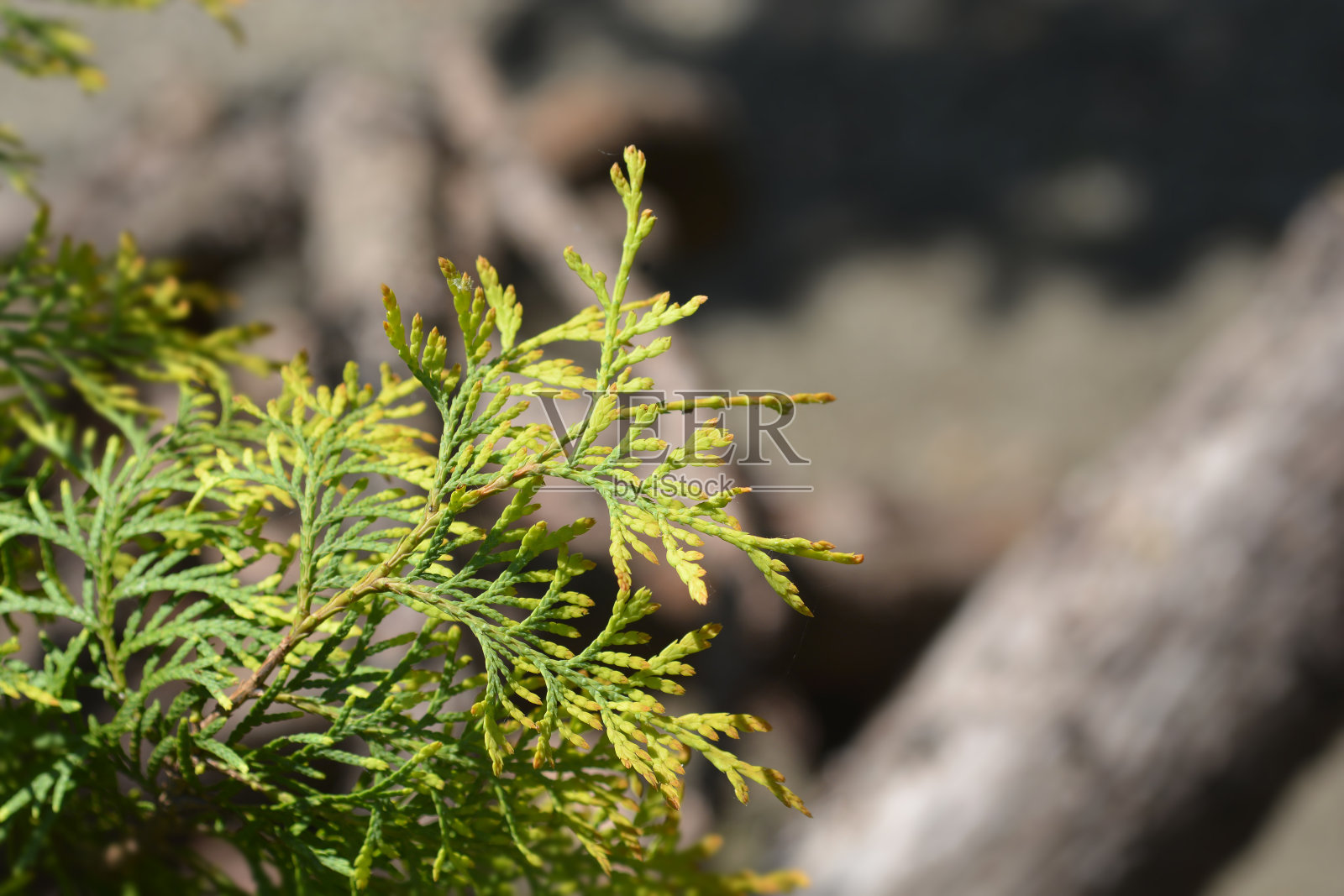 莱茵黄金乔木照片摄影图片