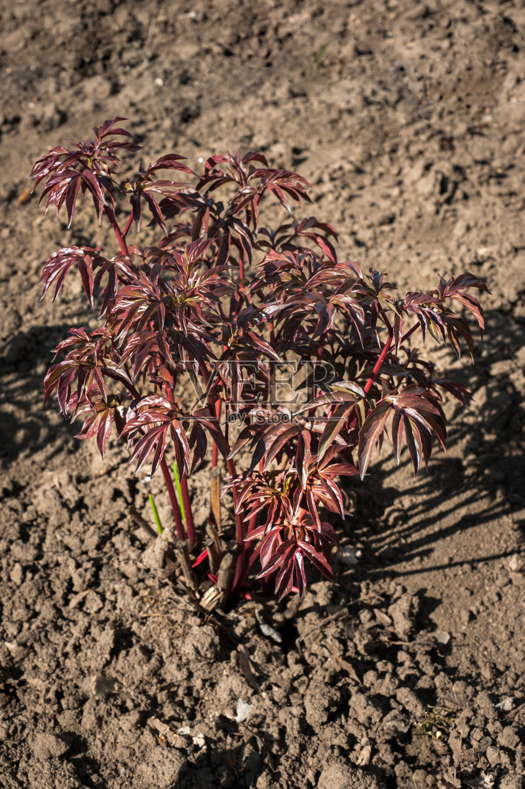 未来的牡丹花灌木,春日嫩芽,幼小的灌木照片摄影图片