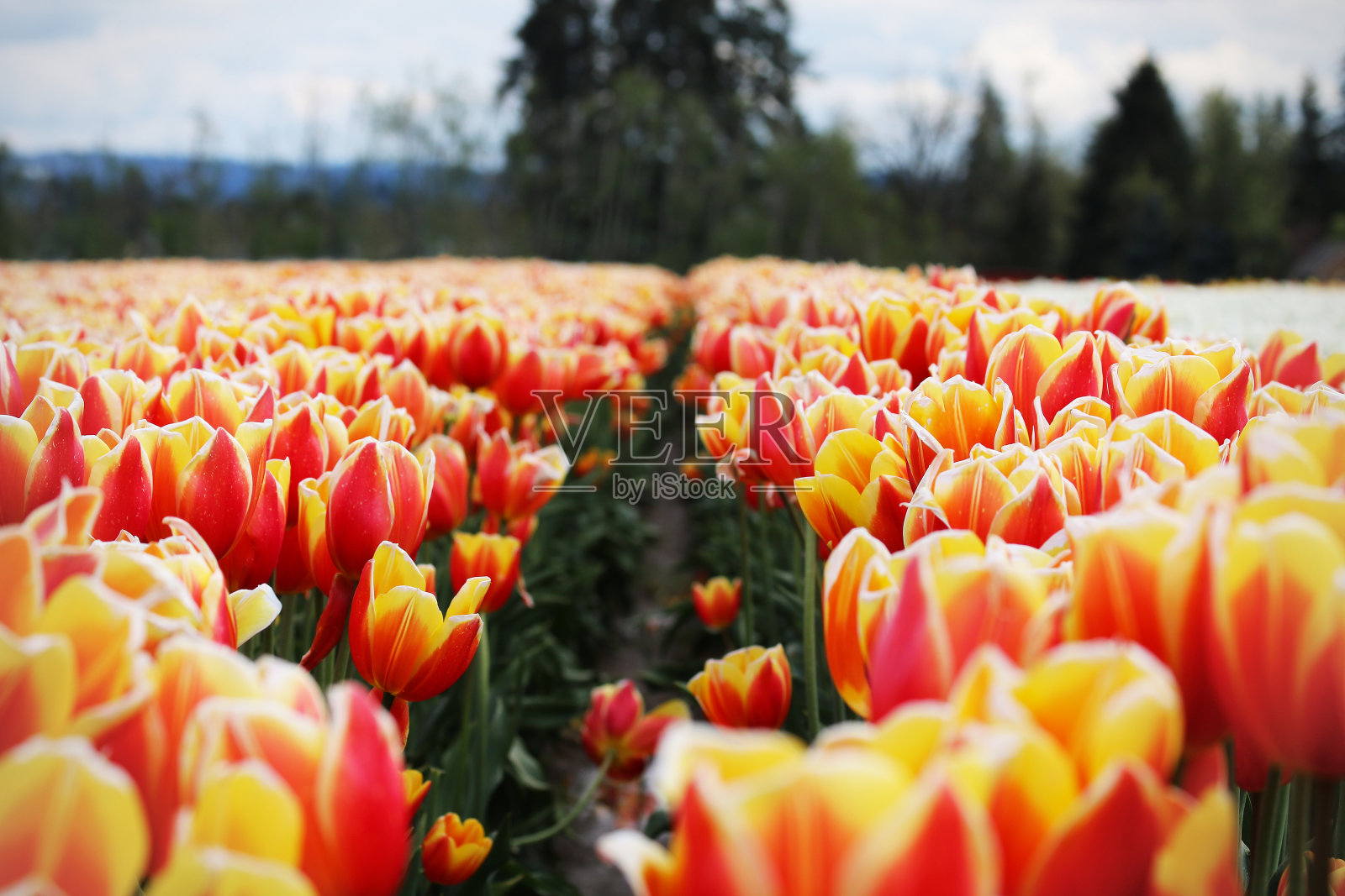 一排排橙黄色的郁金香照片摄影图片