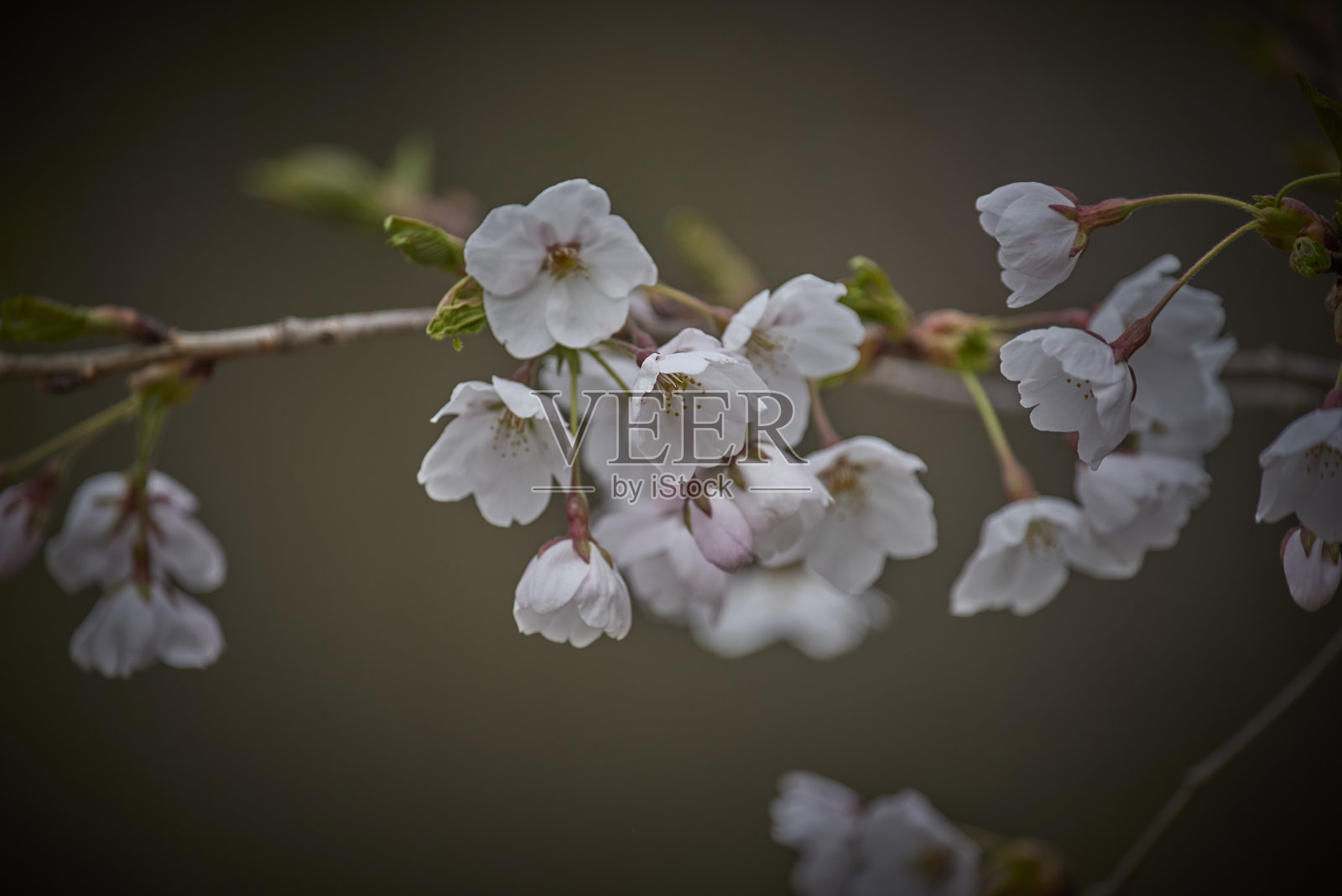 樱花照片摄影图片