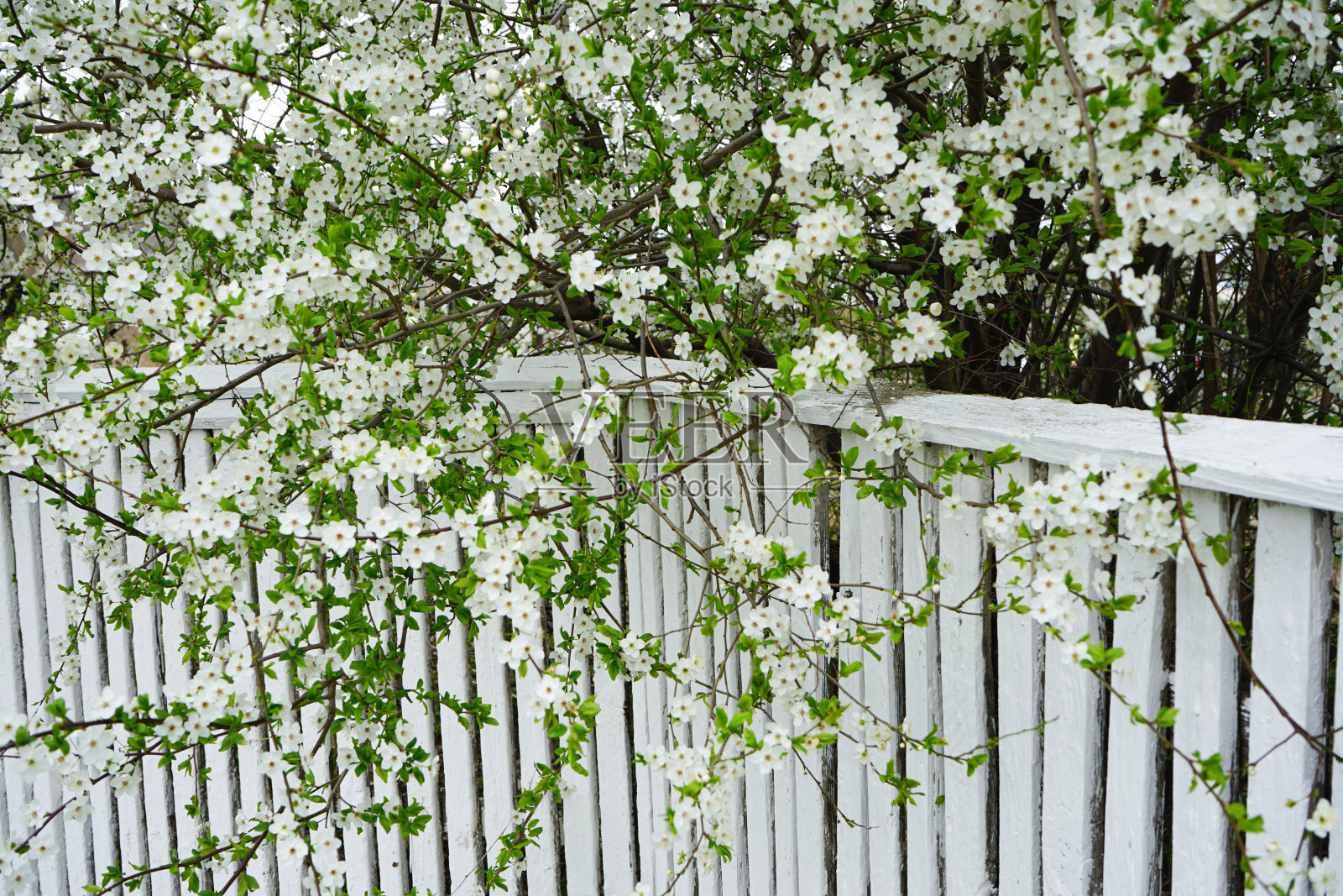 樱桃或苹果花靠在白色的木栅栏上照片摄影图片