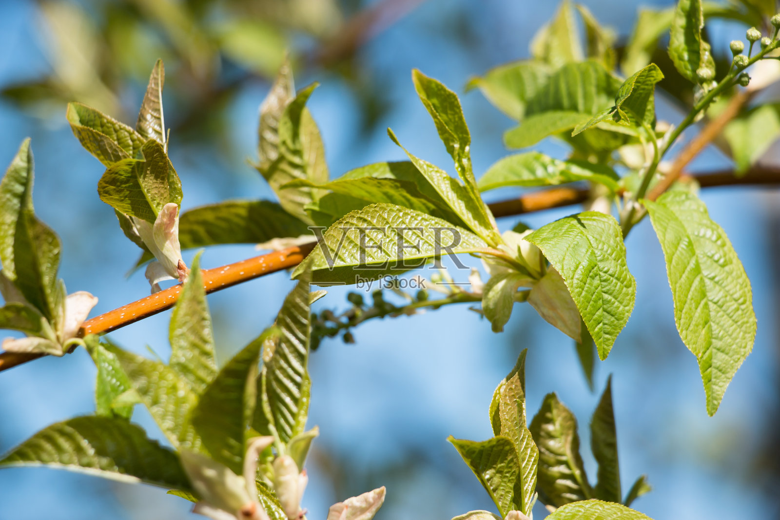 一株植物的枝头上的绿叶映衬着天空。浅景深。摘要夏季自然背景。照片摄影图片