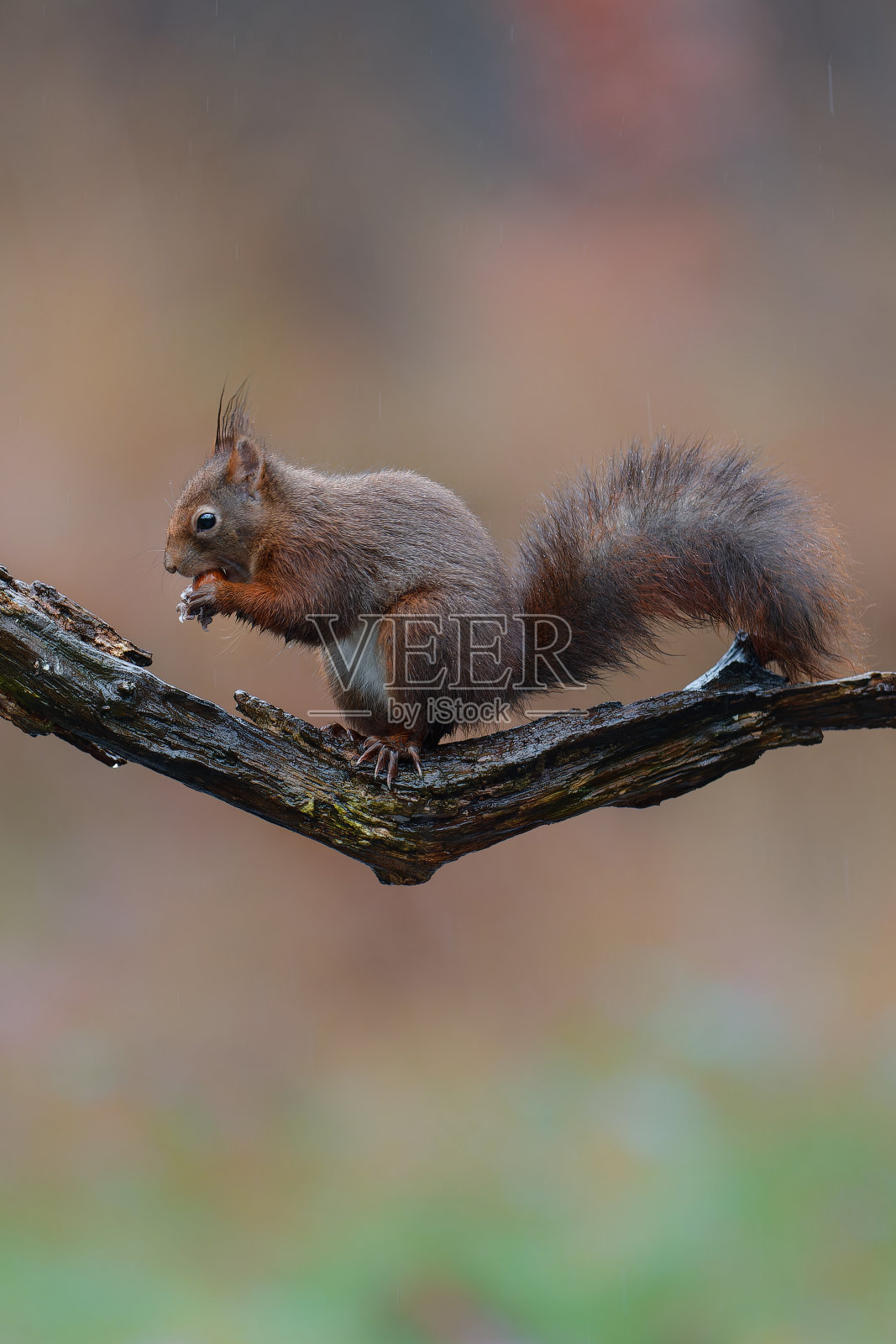 森林中的欧亚红松鼠照片摄影图片