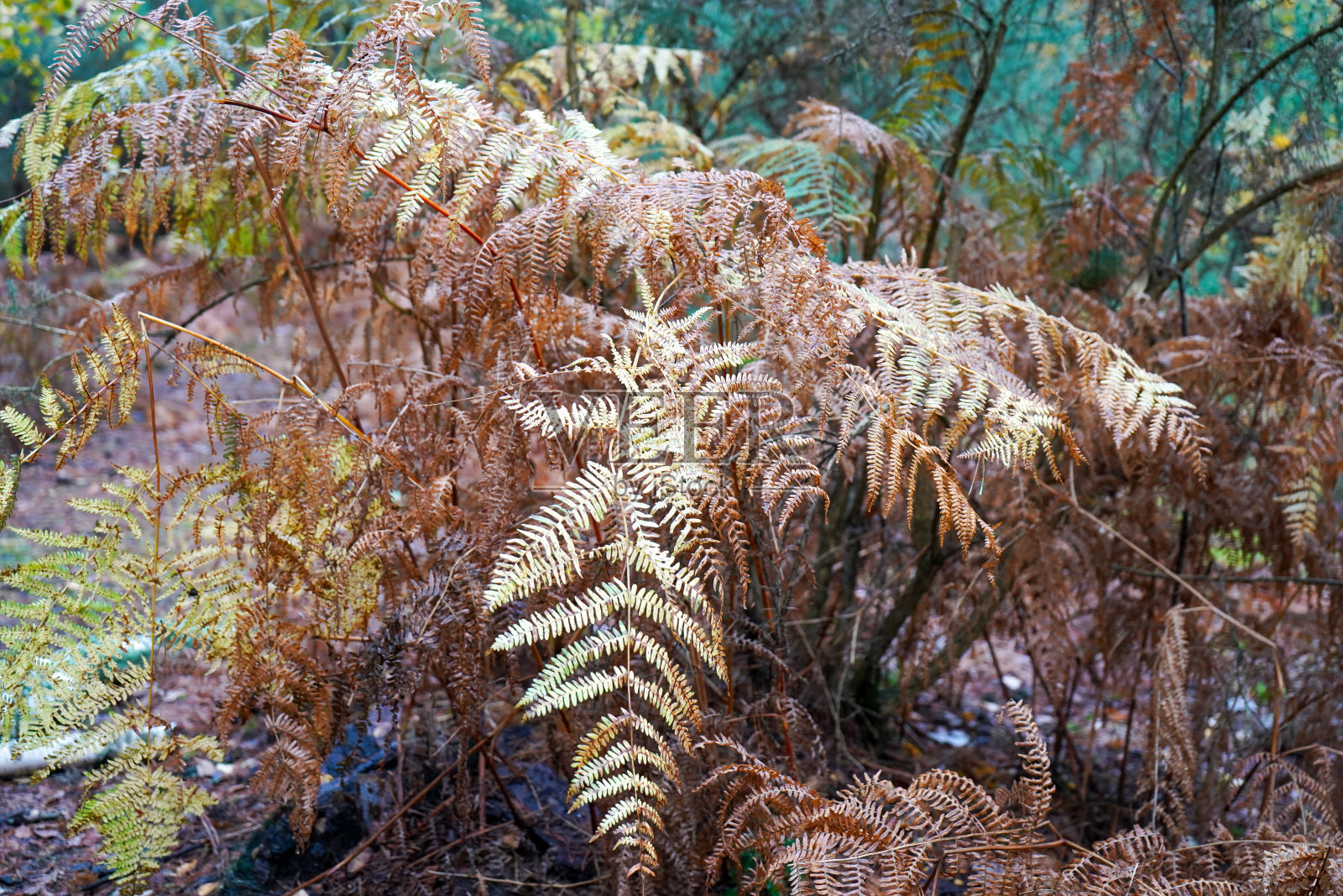林地里褐色、干燥的老蕨类植物照片摄影图片