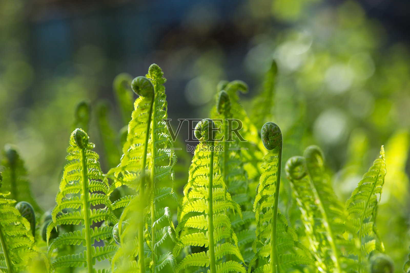 五颜六色的蕨类植物叶子绿叶自然花蕨类背景在阳光。照片摄影图片