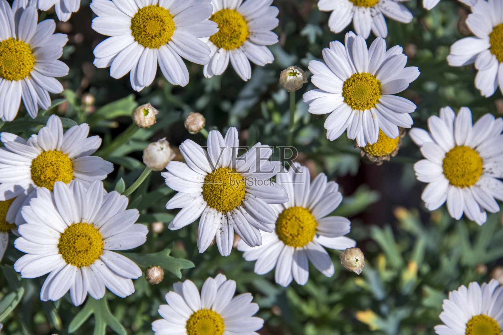 在德国拍摄的雏菊花。2019年注册。照片摄影图片
