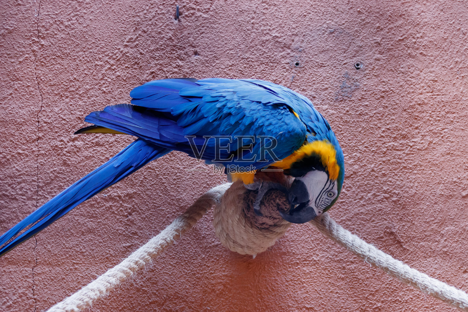 鹦鹉,动物园,兰萨罗特,西班牙,德克萨斯牧场照片摄影图片