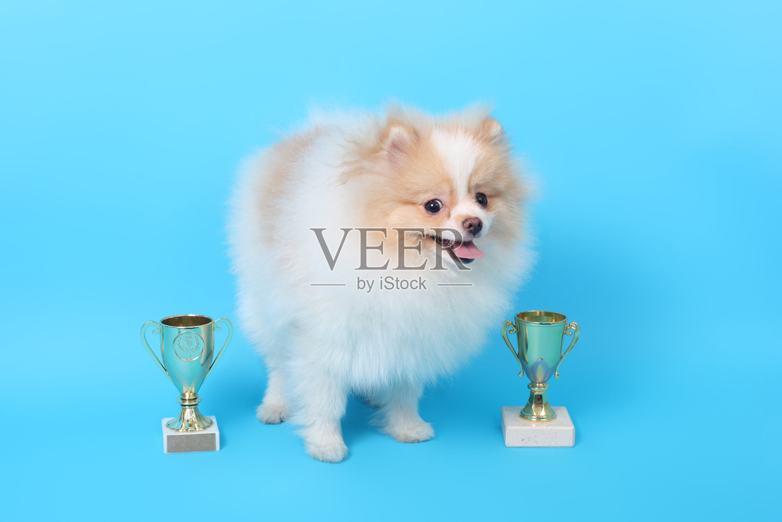 猎犬小狗赢家照片摄影图片