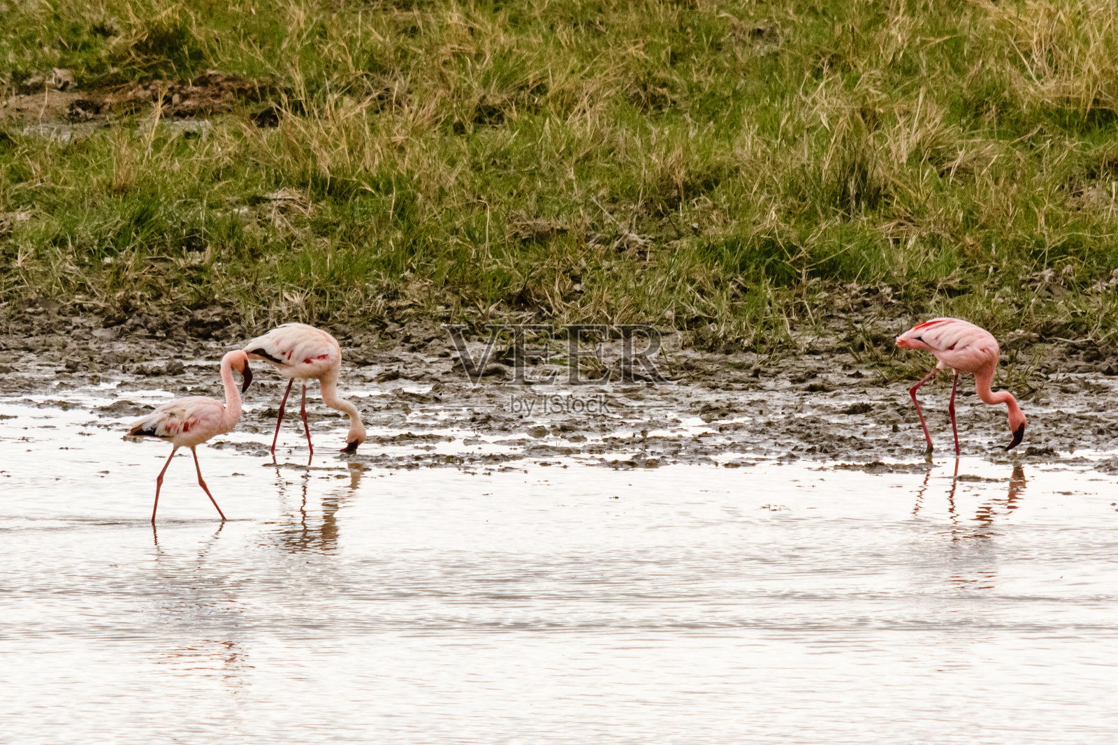 坦桑尼亚恩戈罗恩戈罗火山口国家公园的粉红色火烈鸟。野生动物的照片照片摄影图片