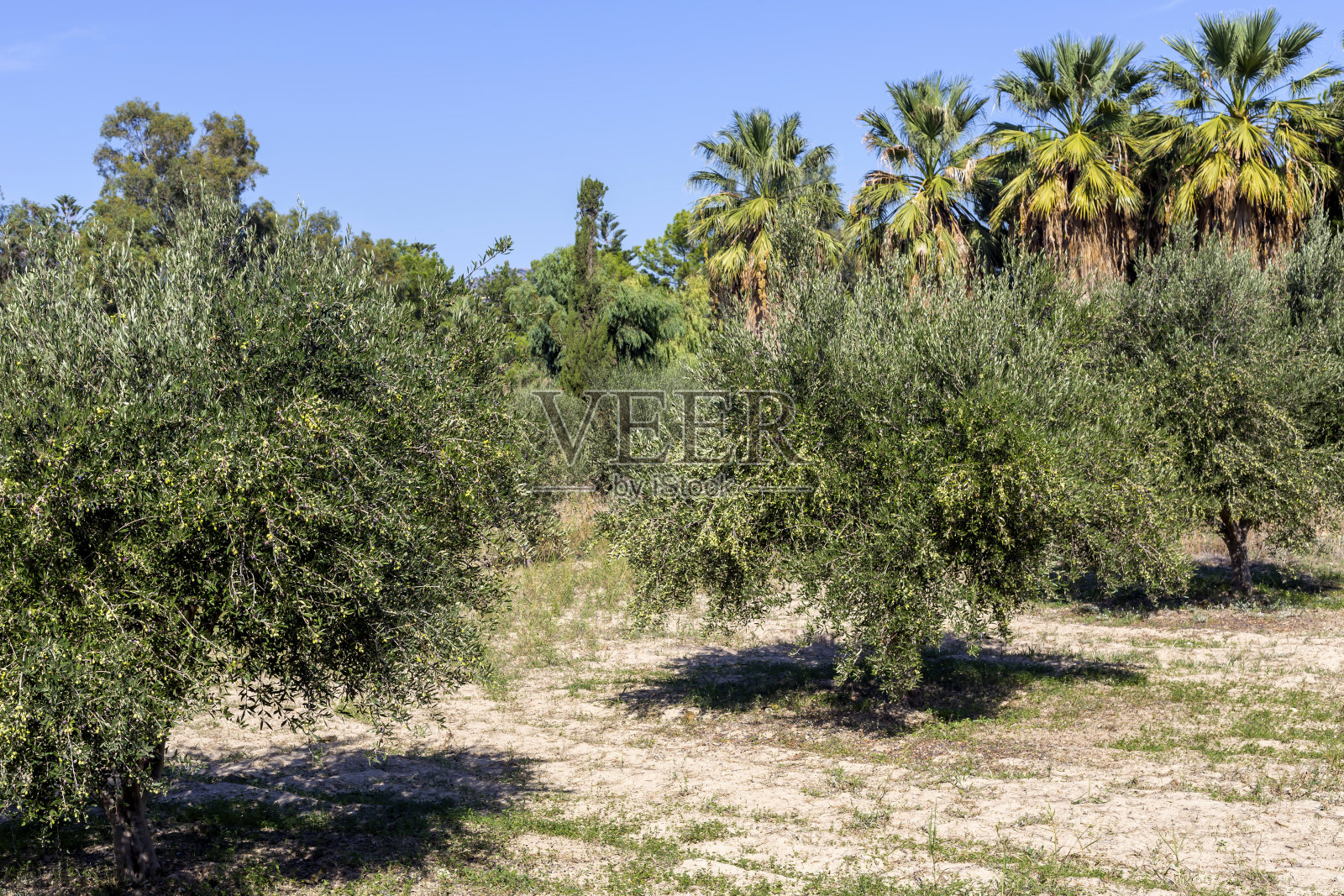 阳光明媚的日子里,橄榄树的果实在树枝上成熟照片摄影图片
