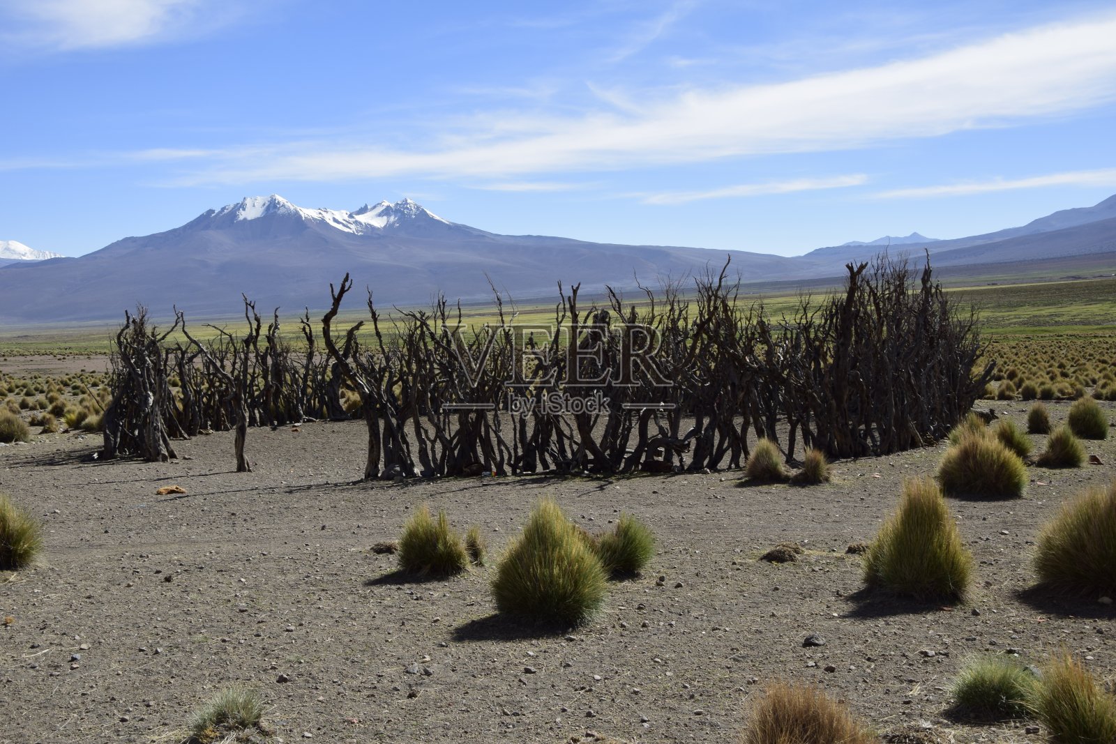 在被白雪皑皑的群山环绕的萨哈马国家公园,羊驼用干树枝围成的圆形圈地。玻利维亚照片摄影图片