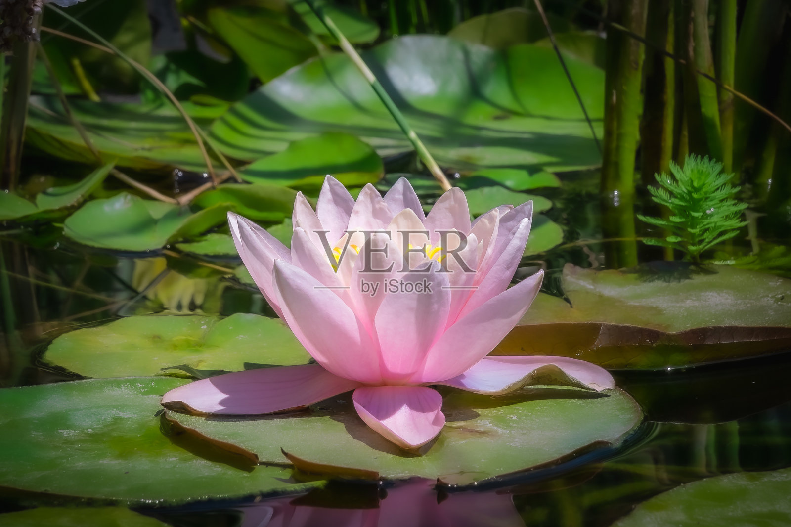 精致的粉红色睡莲在池塘的绿色灌木丛的背景下特写照片摄影图片