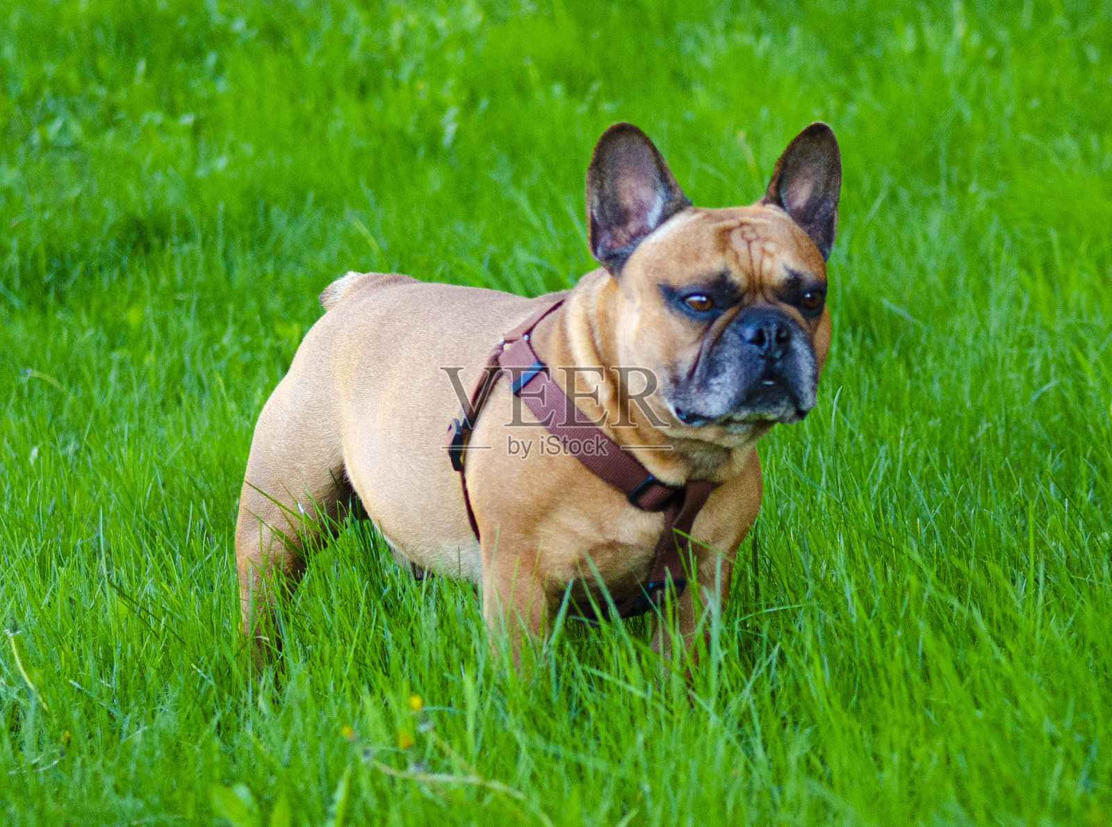 法国斗牛犬肖像。斗牛犬的特写镜头照片摄影图片
