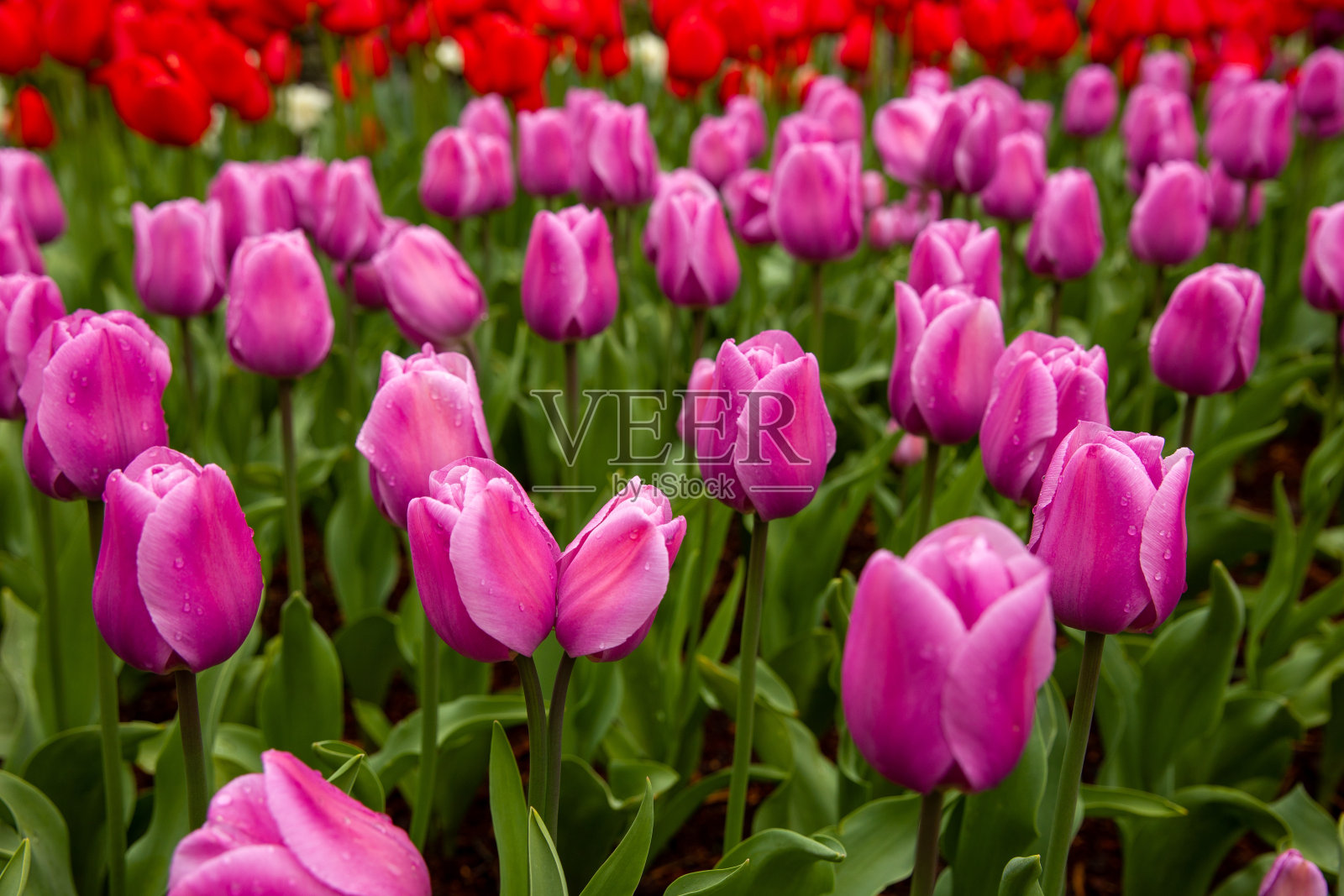 美丽的粉红色的郁金香照片摄影图片