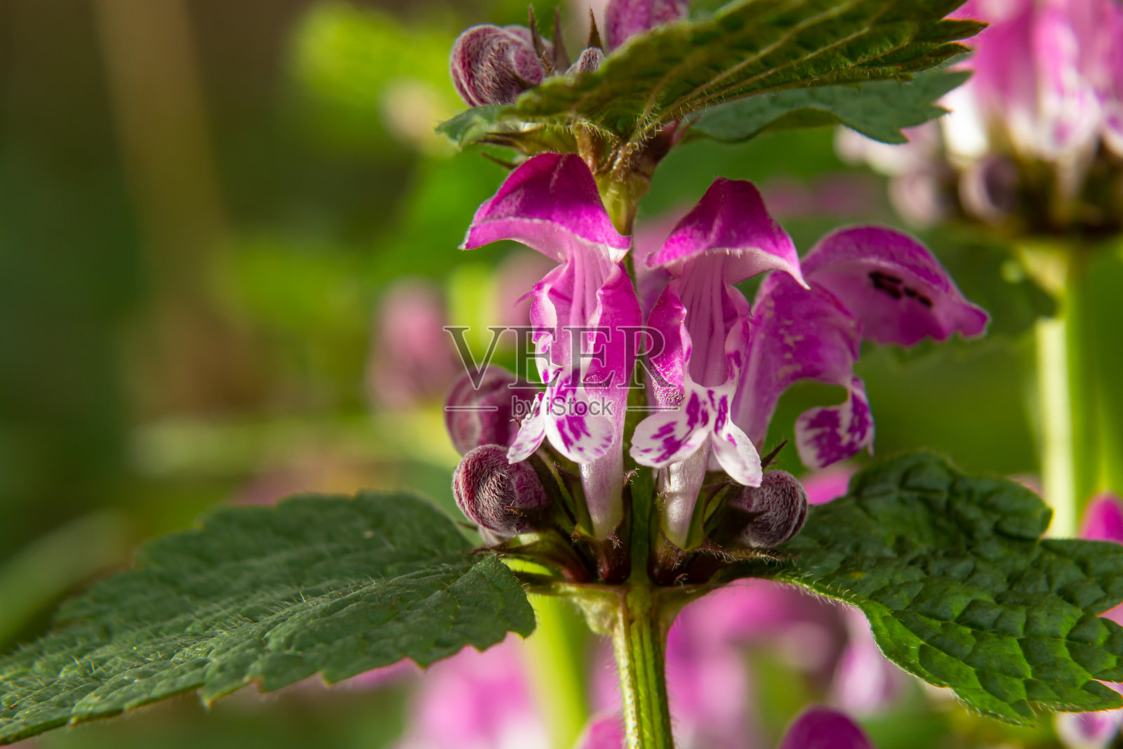 粉色 spotted dead-nettle 花朵照片摄影图片