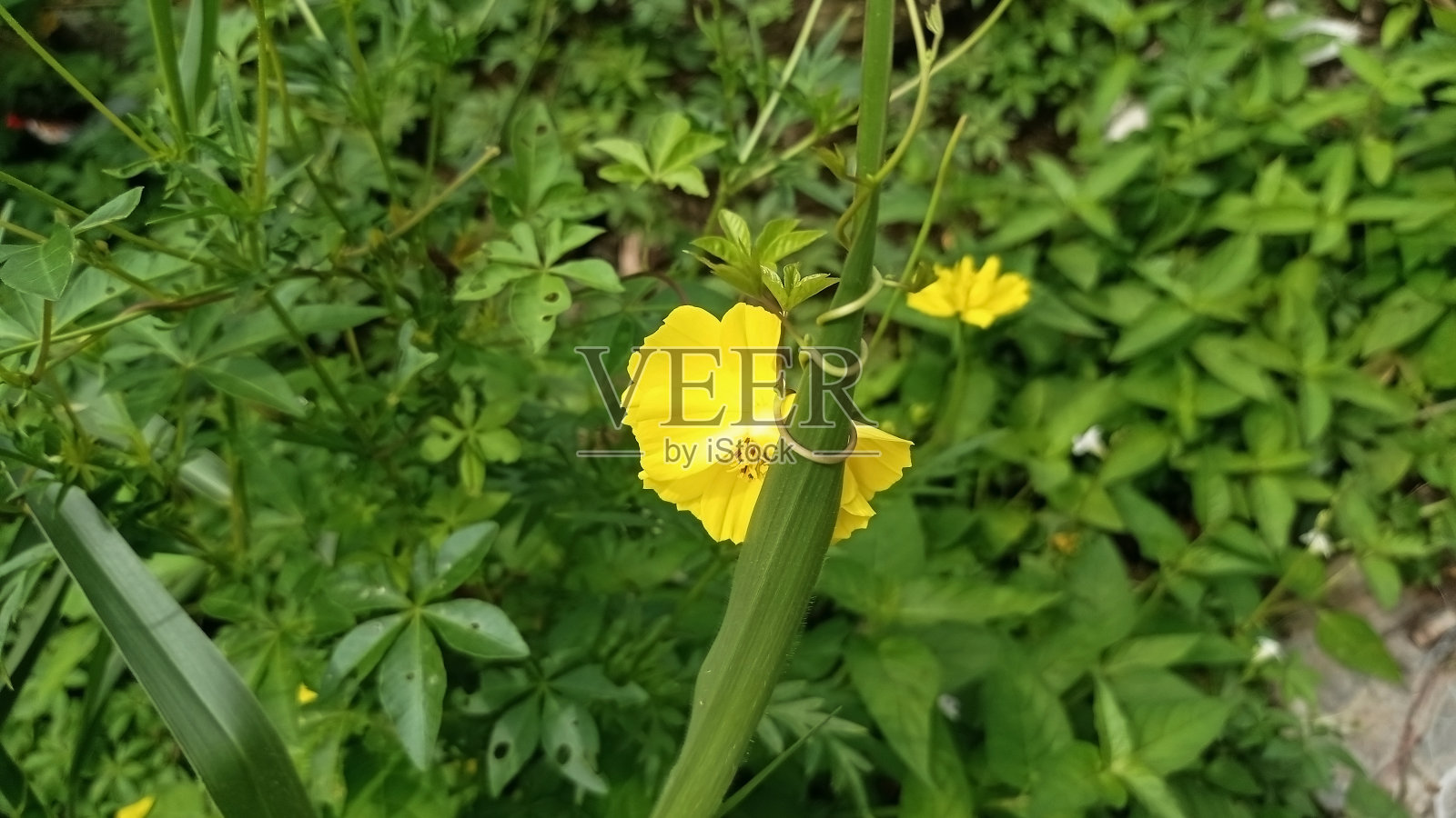 Kenikir小老头照片摄影图片