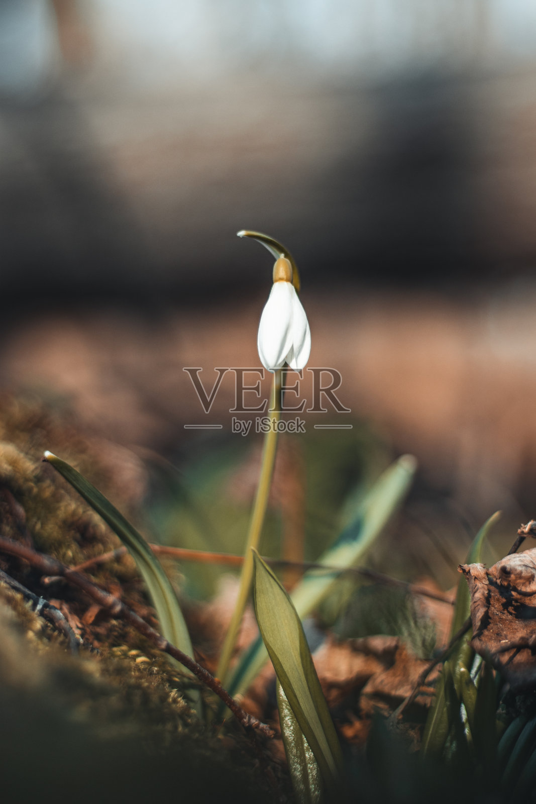 独特的白色雪莲花在阳光和充足的水分的帮助下在花园里盛开,让孩子和家庭幸福。漫长的冬天之后的第一朵春花。雪花莲照片摄影图片