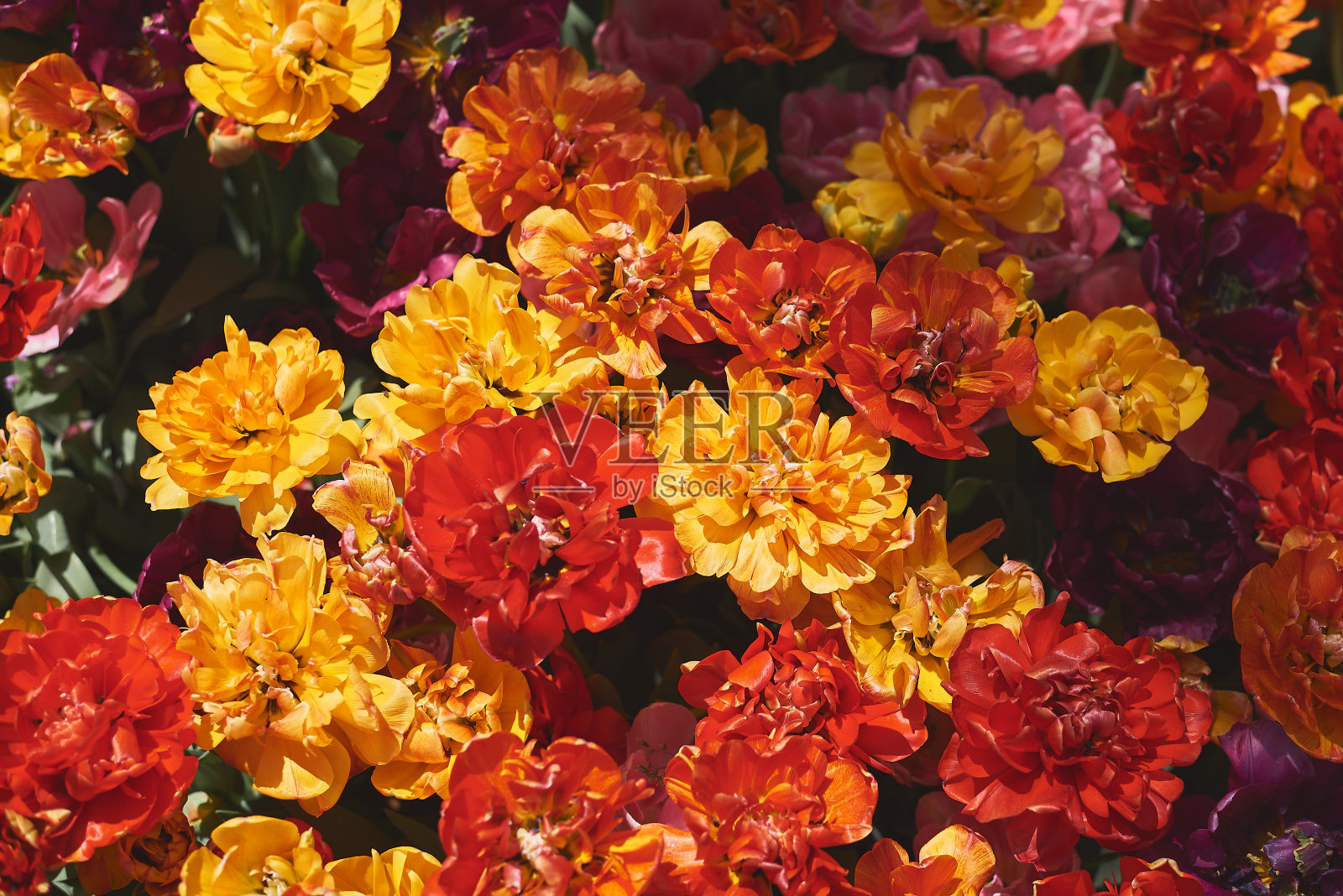 混合颜色的牡丹郁金香。红色、橙色和黄色的花照片摄影图片