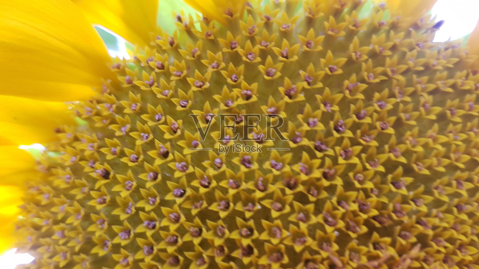 葵花籽花照片摄影图片