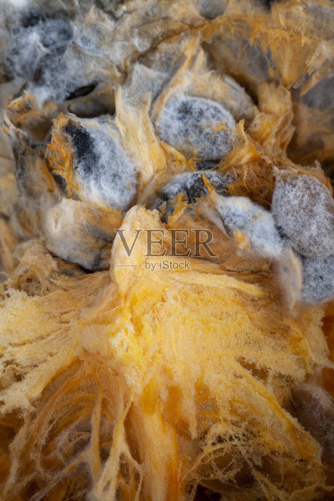 一个成熟的橙南瓜上长满了霉菌照片摄影图片