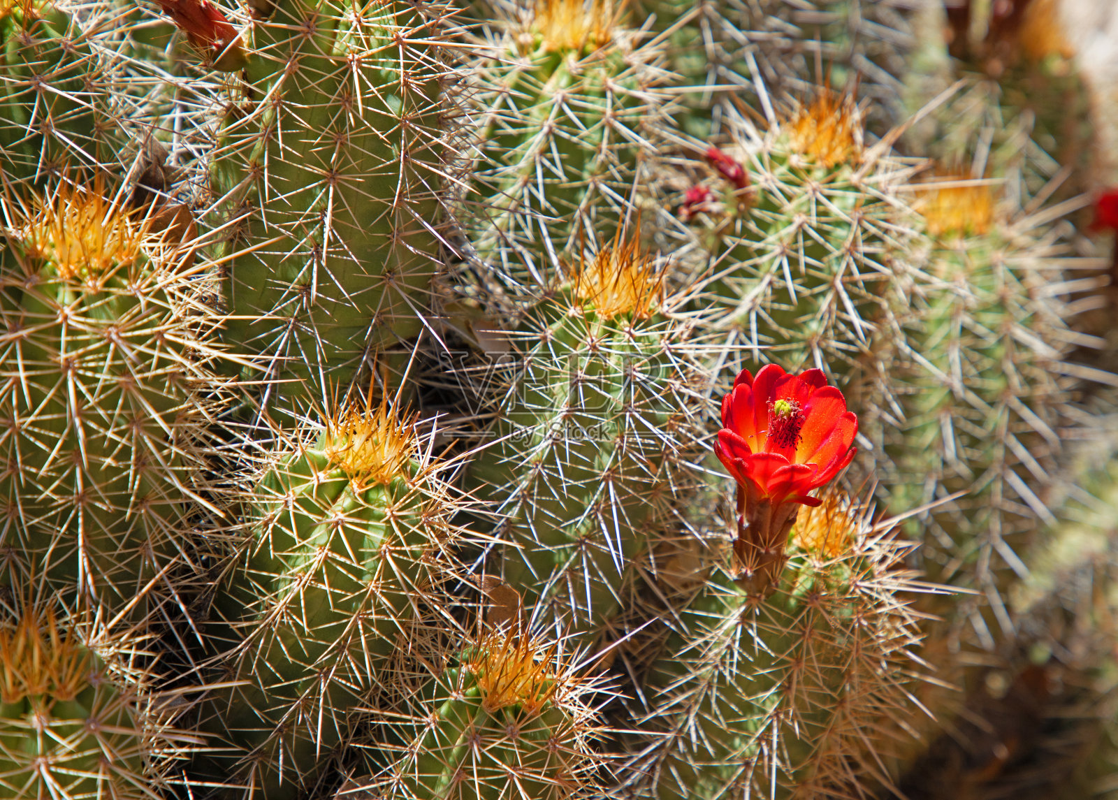 刺猬仙人掌照片摄影图片