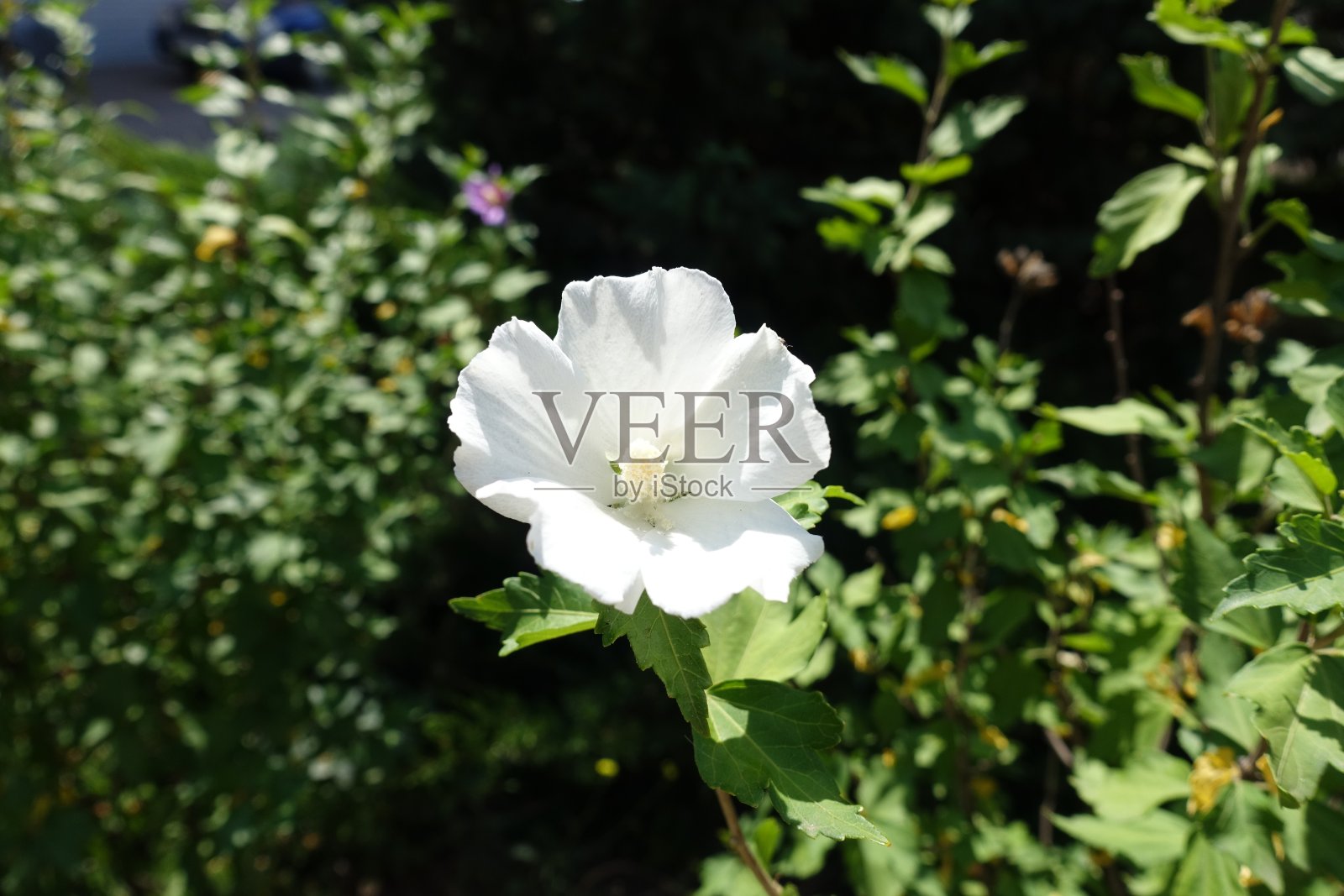 7月芙蓉的纯白花照片摄影图片