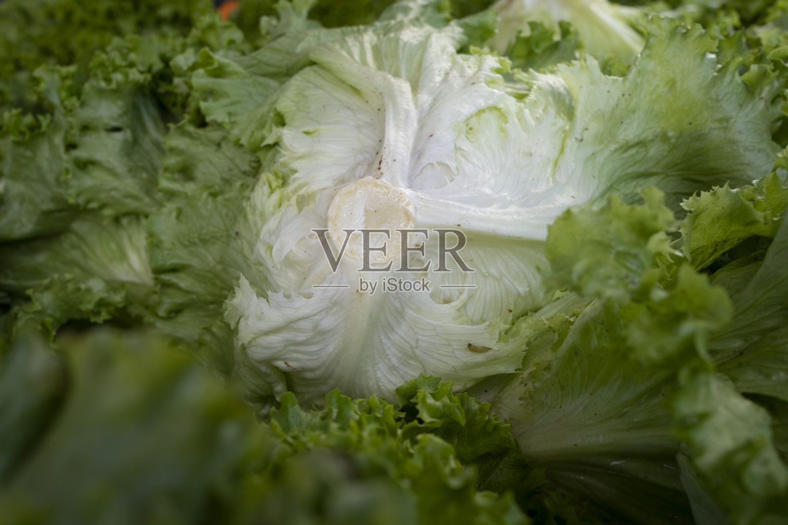 Pflücksalat。照片摄影图片