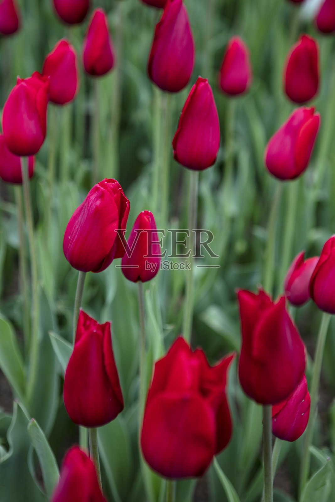 美丽的红色郁金香的近景照片摄影图片