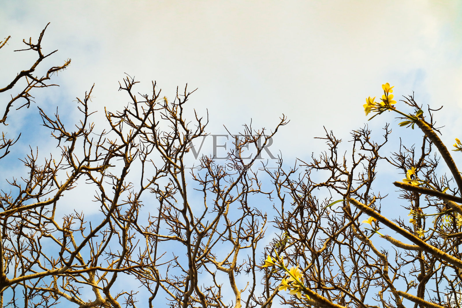 鸡蛋花树照片摄影图片