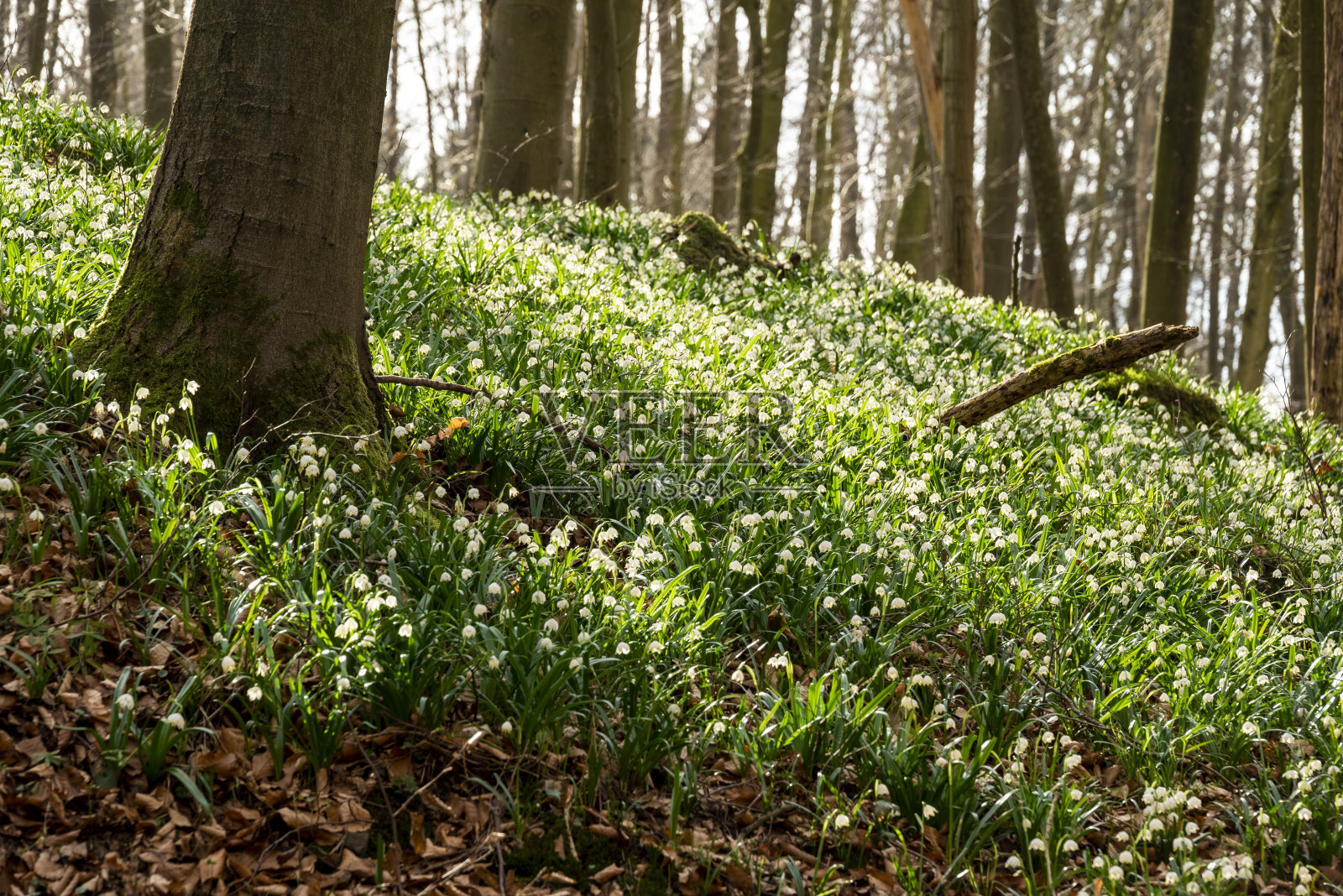 有春花雪花的春林照片摄影图片