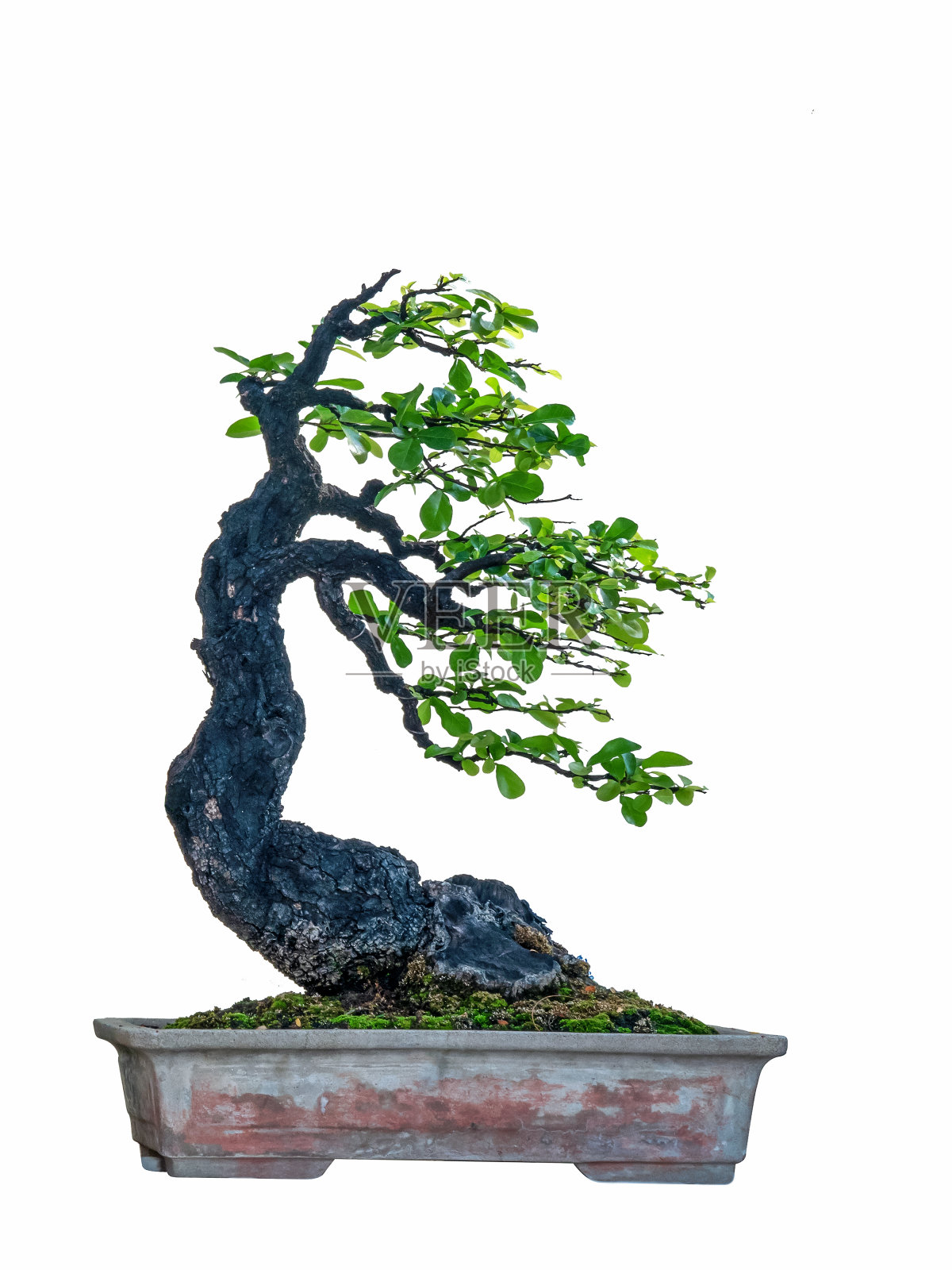 盆景树孤立在白色背景。照片摄影图片