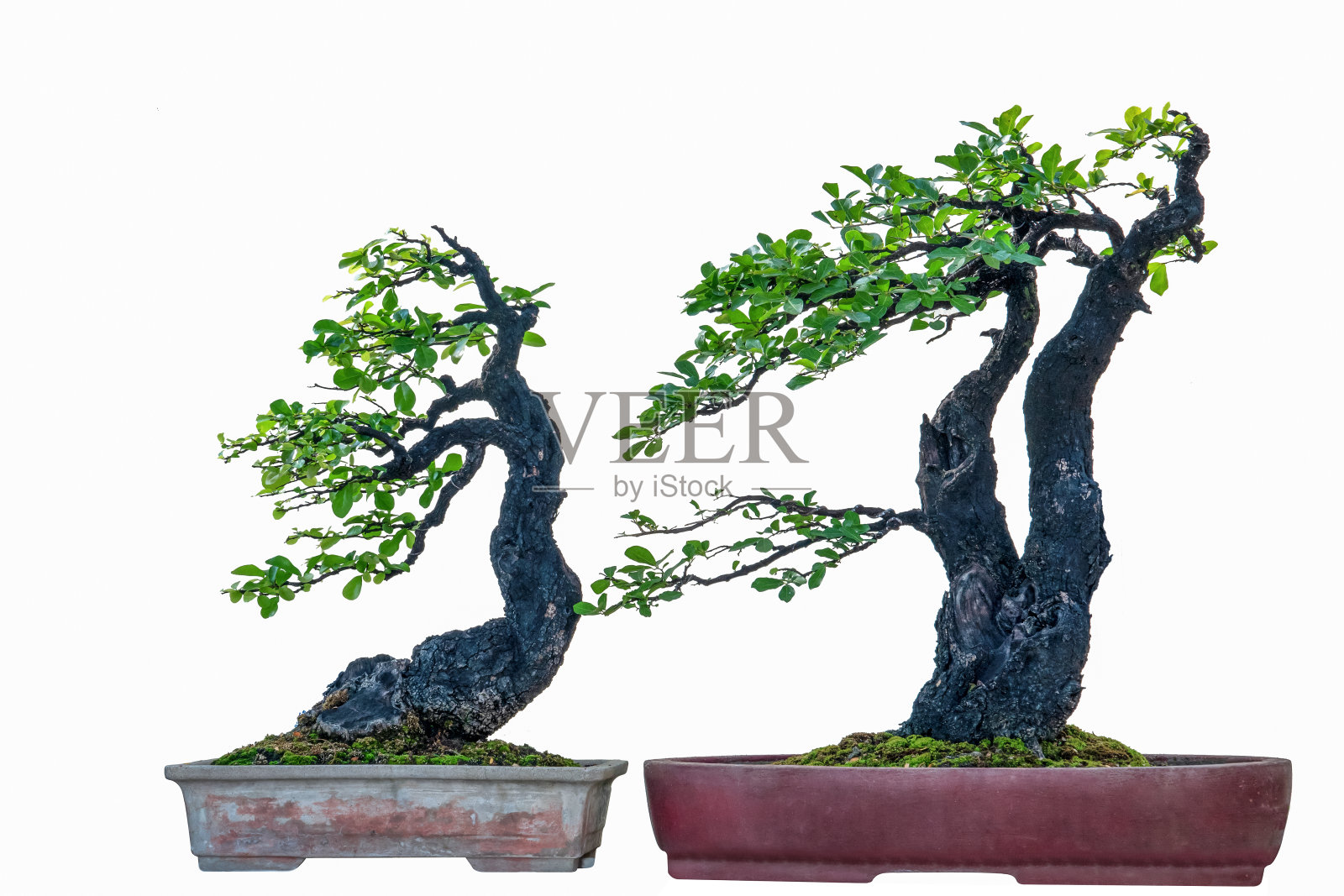 盆景树孤立在白色背景。照片摄影图片