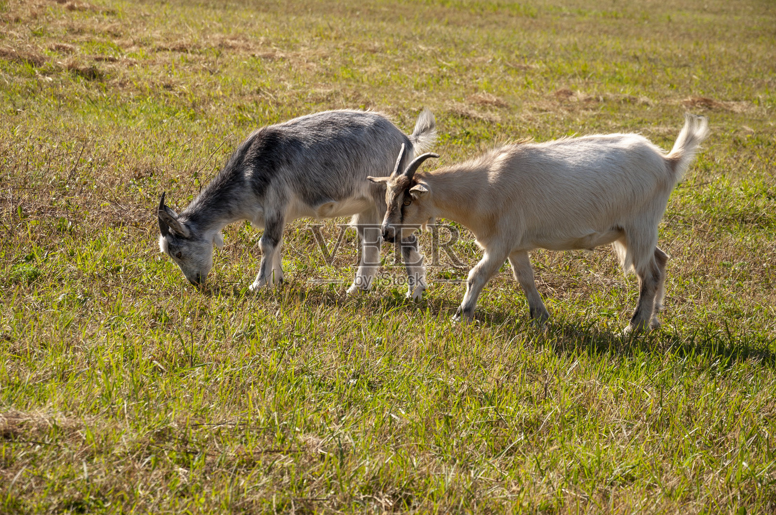 山羊在树上吃树叶——农场放牧,家畜照料。温暖的夏天和省份艰苦的农业工作照片摄影图片