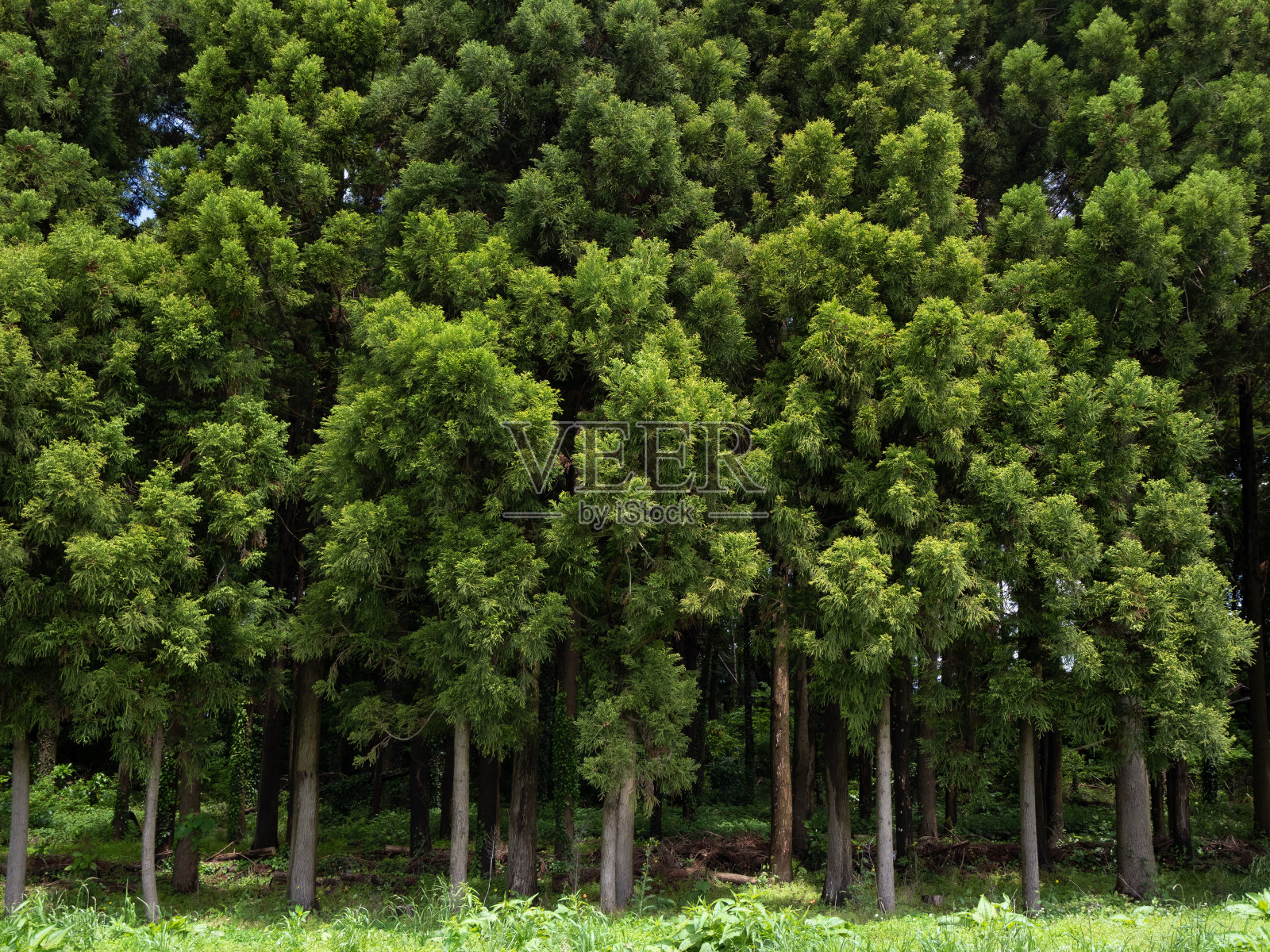 日本的雪松林照片摄影图片