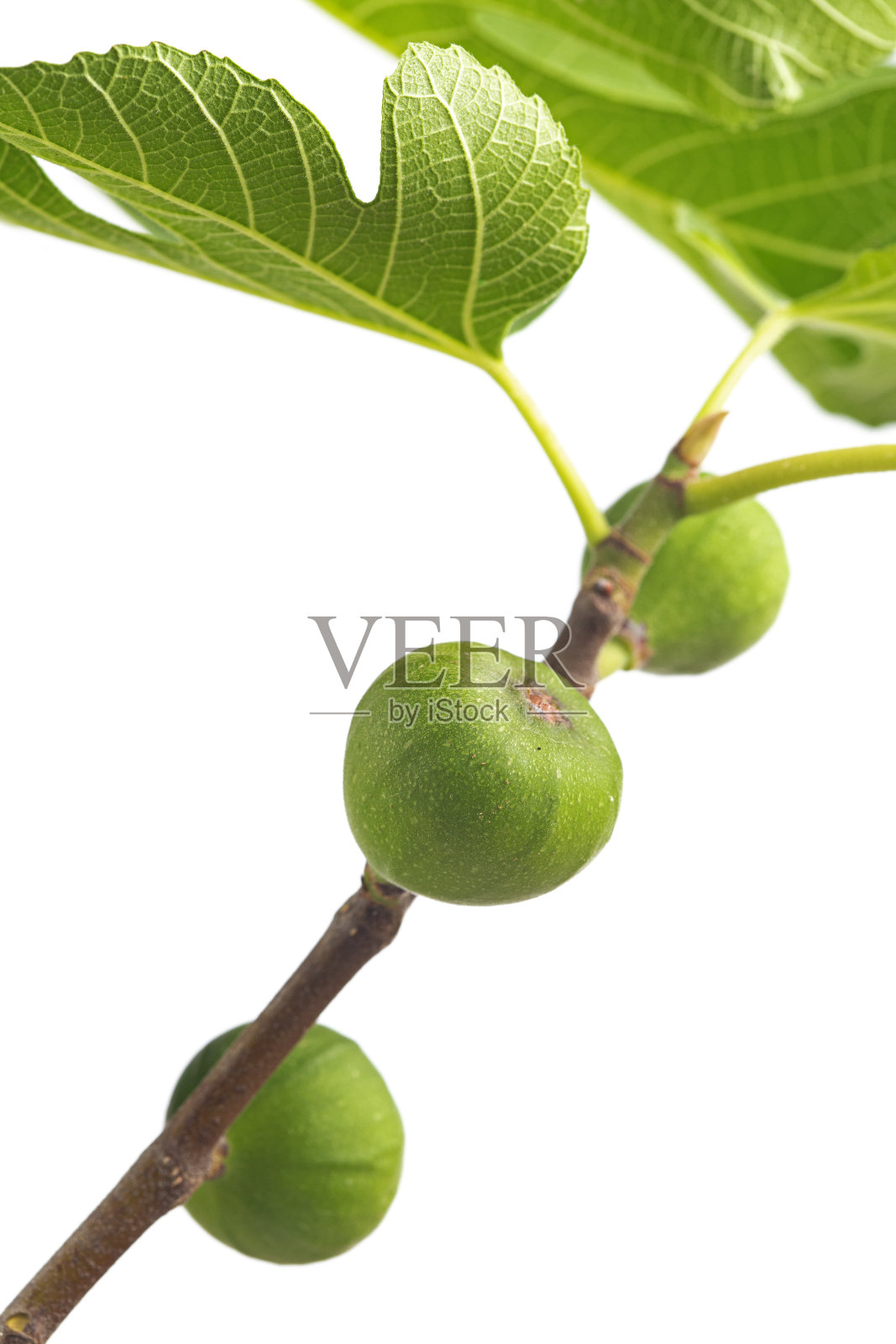 树枝上的无花果照片摄影图片