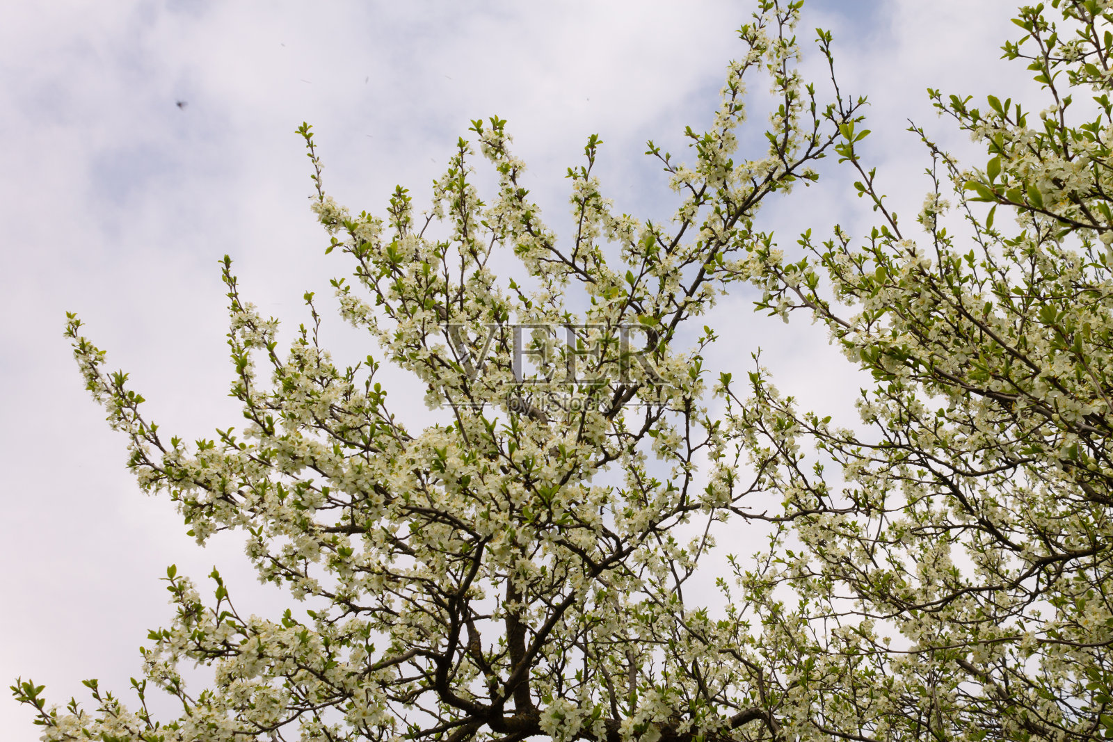 美丽的白梅花在蓝天下的大树下,春天的季节公园里美丽的花朵,花的图案纹理,自然的背景照片摄影图片