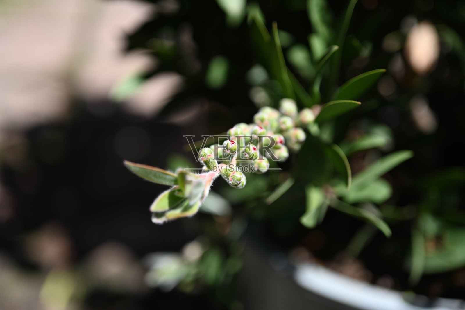 令人惊叹的夏日彩花照片摄影图片