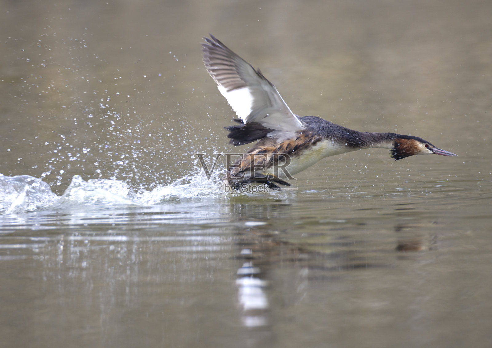 大冠水鸟照片摄影图片