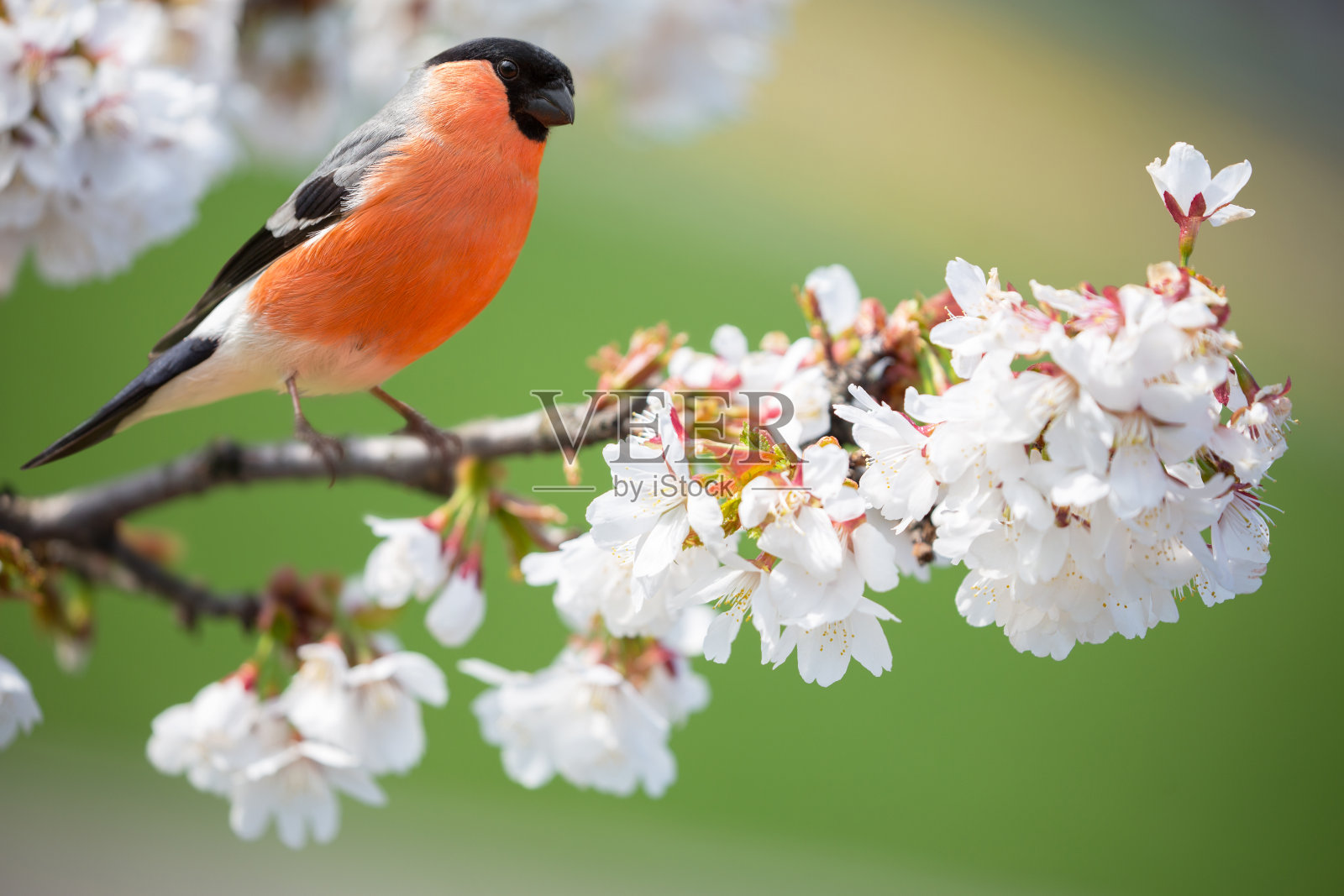 小鸟坐在樱花树的树枝上。一种常见的红腹灰雀或欧亚红腹灰雀照片摄影图片
