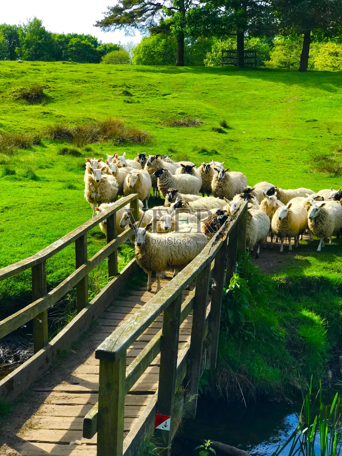羊照片摄影图片