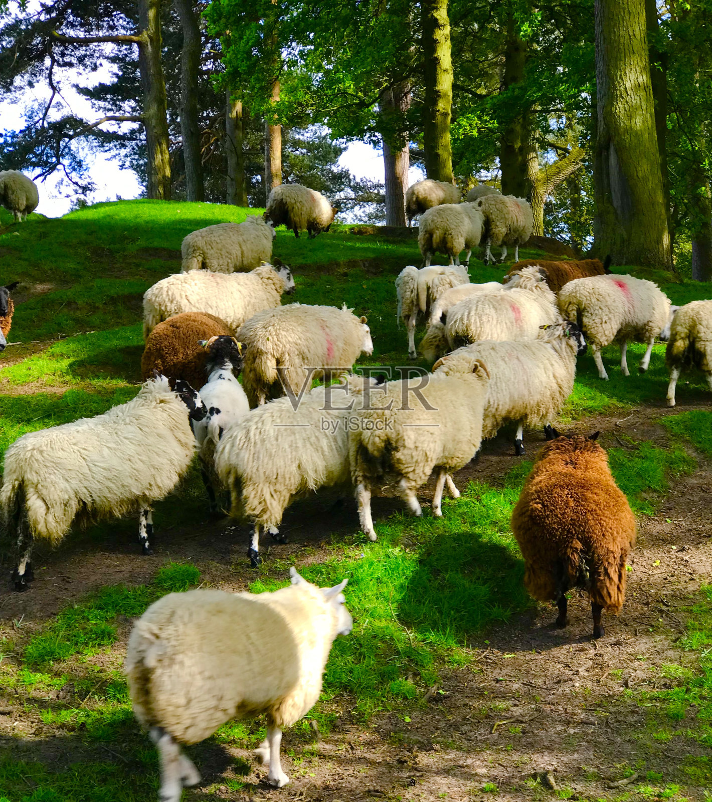 羊照片摄影图片