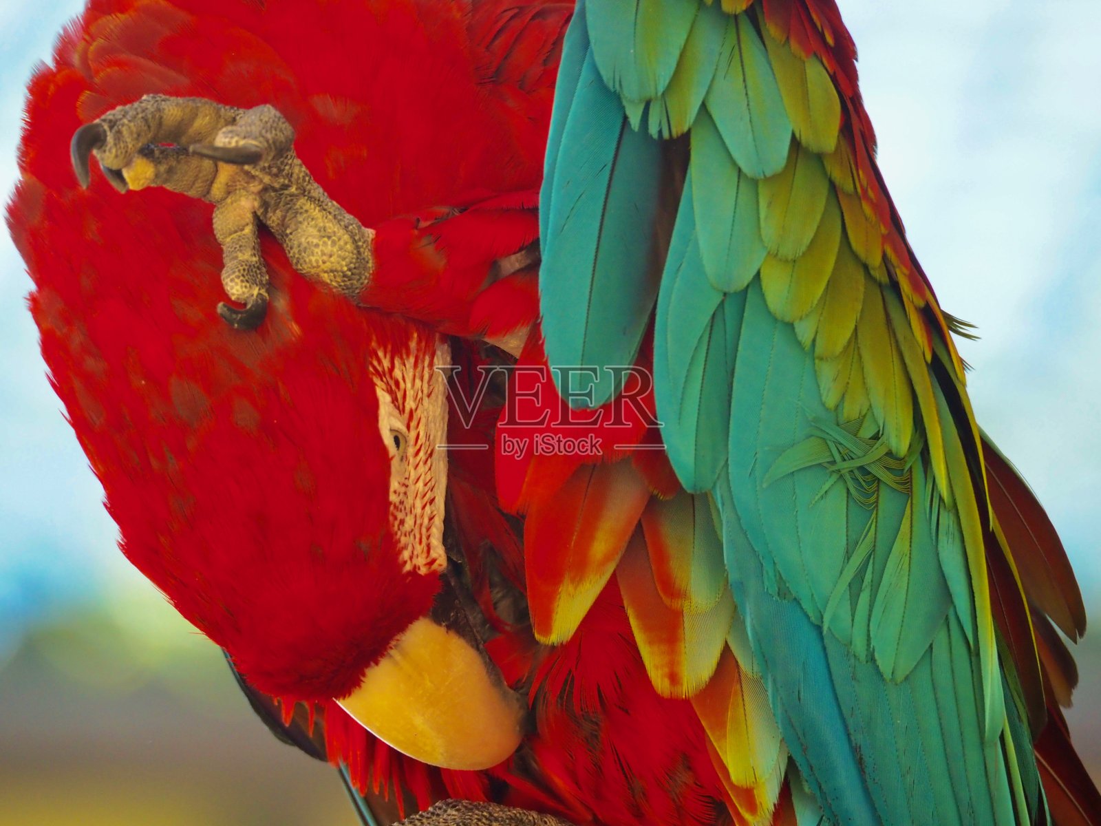 红金刚鹦鹉照片摄影图片