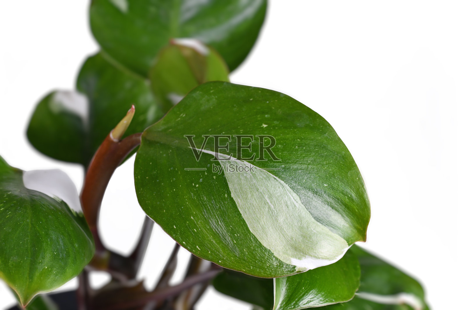 热带“白骑士Philodendron White Knight”室内植物的叶子照片摄影图片