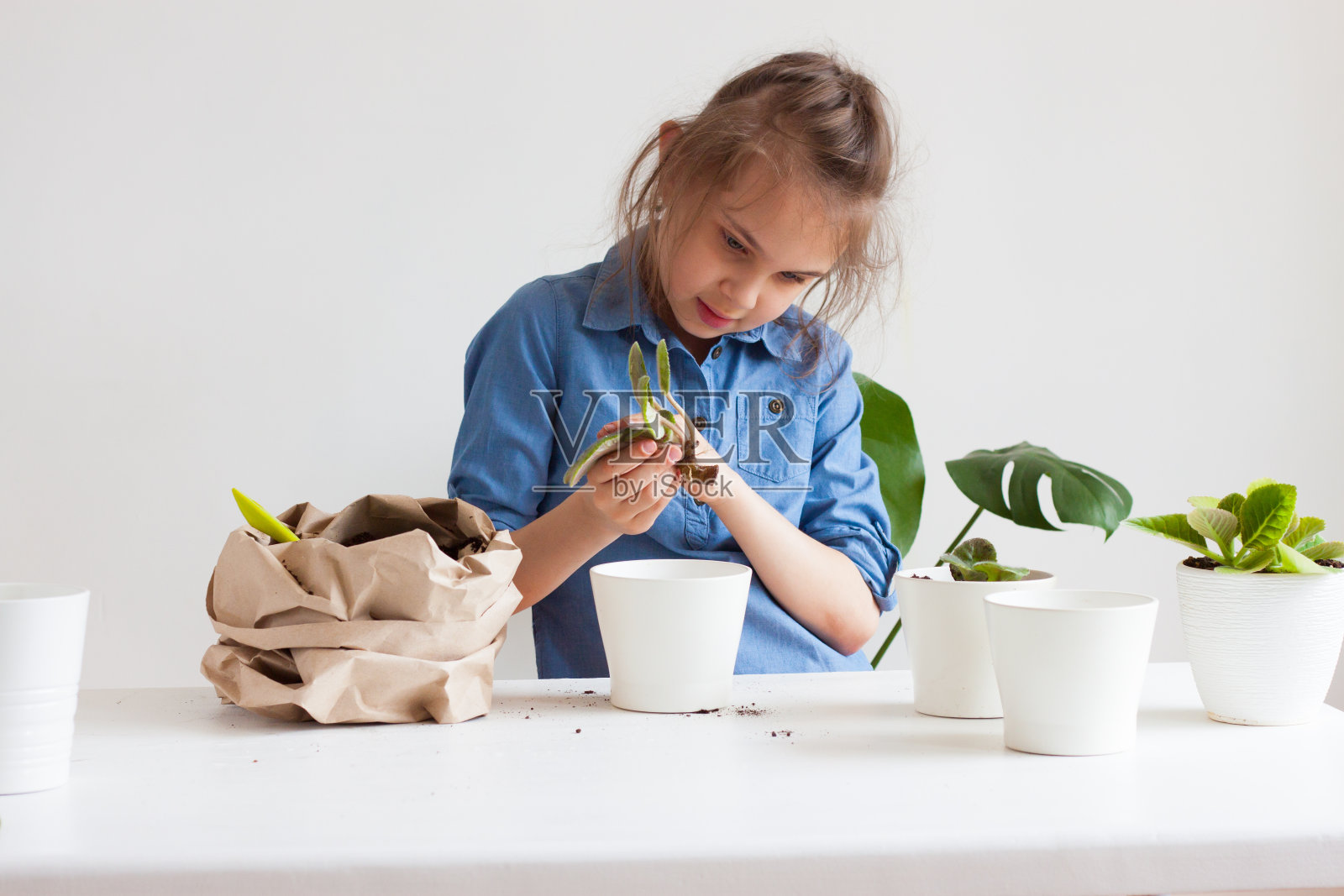 将家养植物移栽到花盆中。照片摄影图片