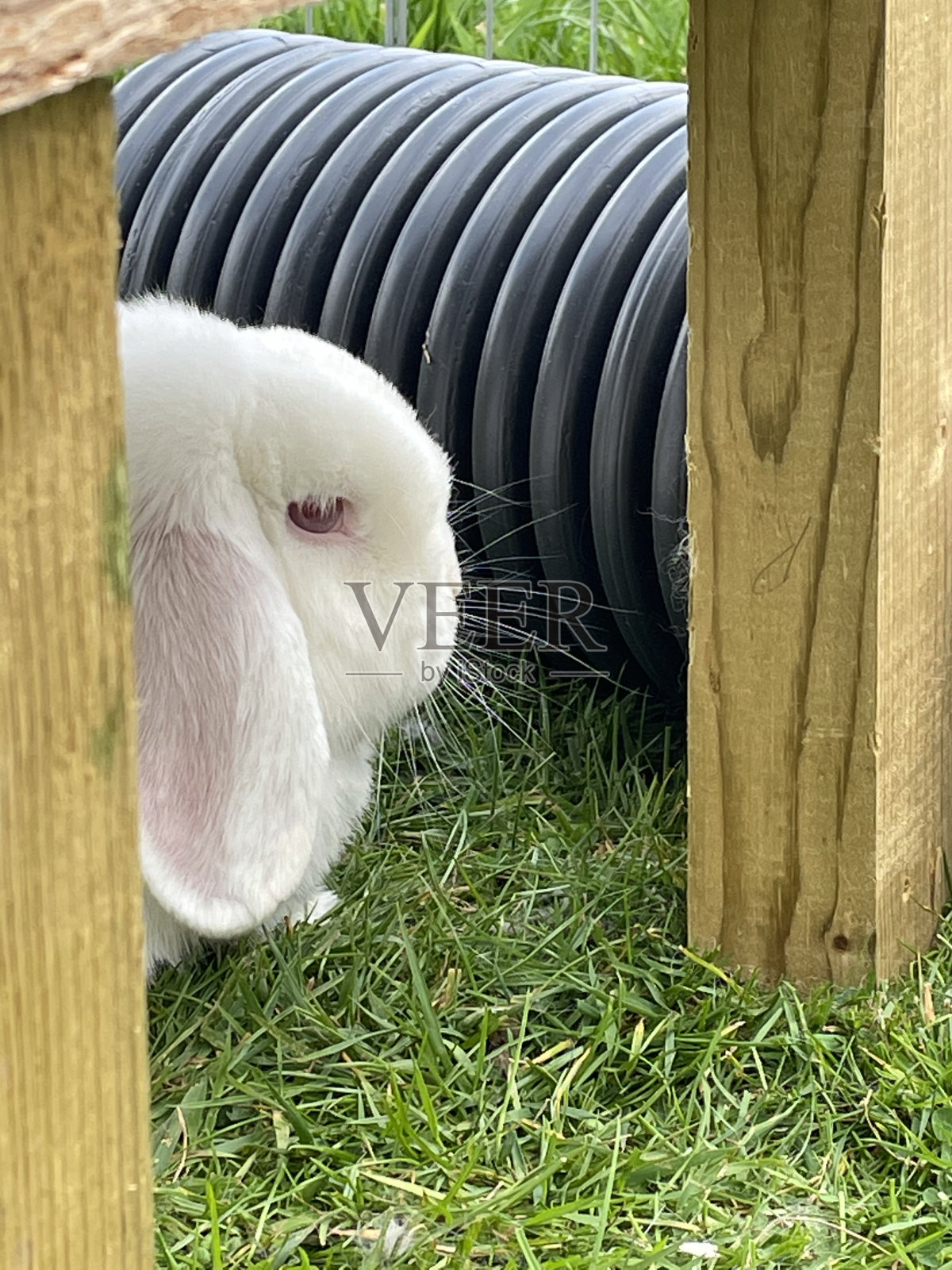 可爱的宠物兔子在户外奔跑照片摄影图片